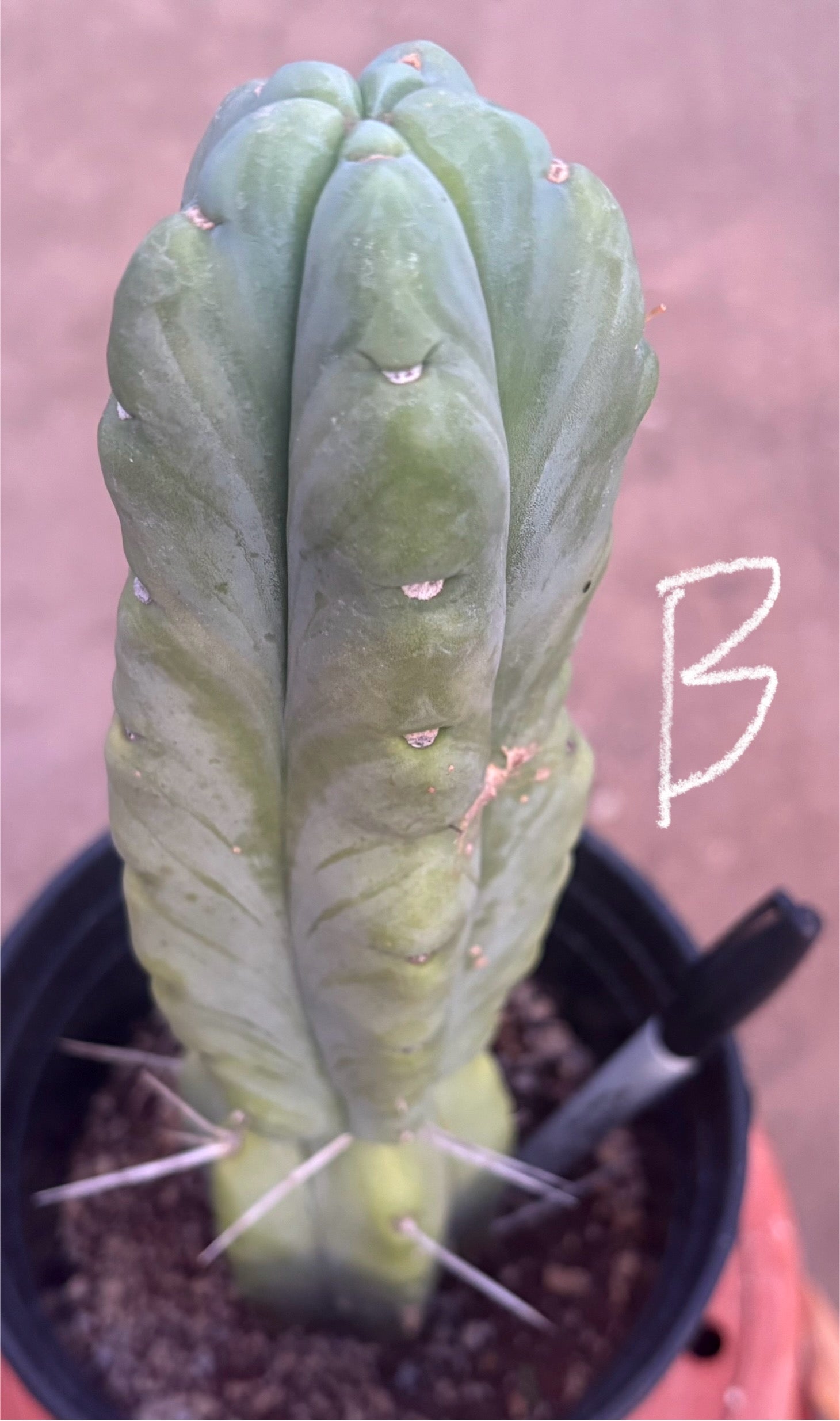 #EC14 Exact Trichocereus Bridgesii "Jiimz Twin Spine" Potted Cactus A-E-Cactus - Large - Exact-The Succulent Source