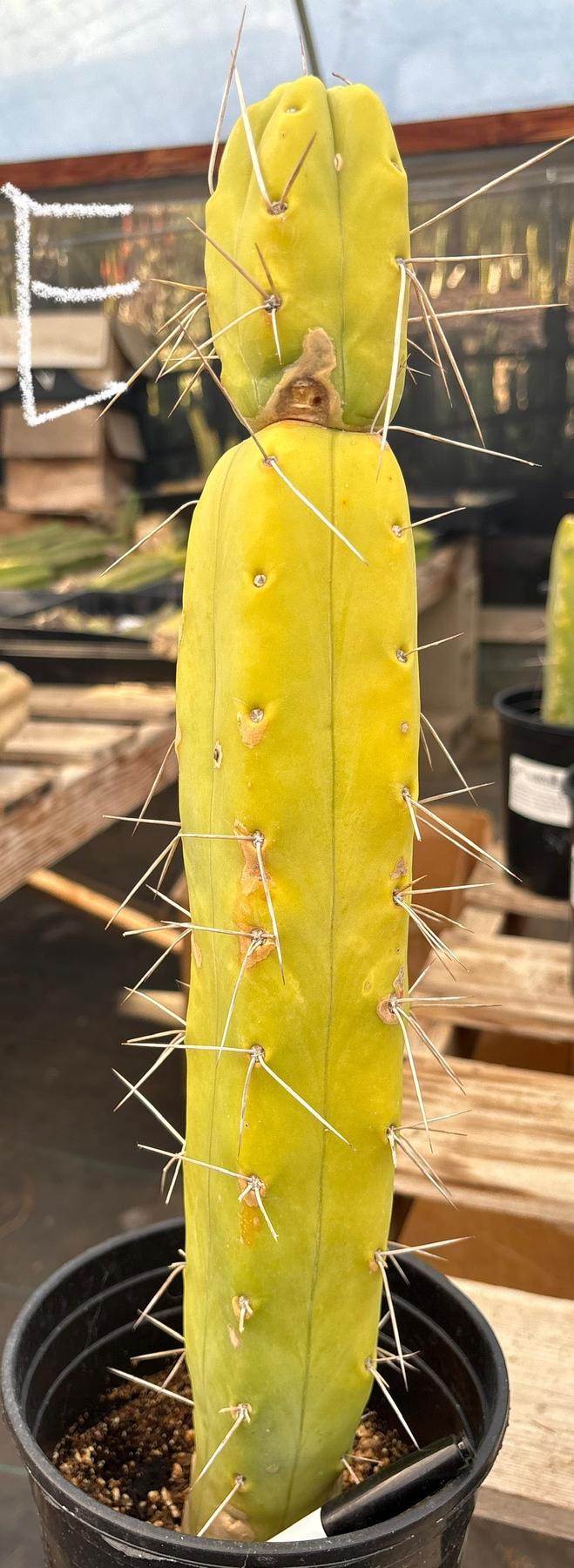 #EC14 Exact Trichocereus Bridgesii "Jiimz Twin Spine" Potted Cactus A-E-Cactus - Large - Exact-The Succulent Source