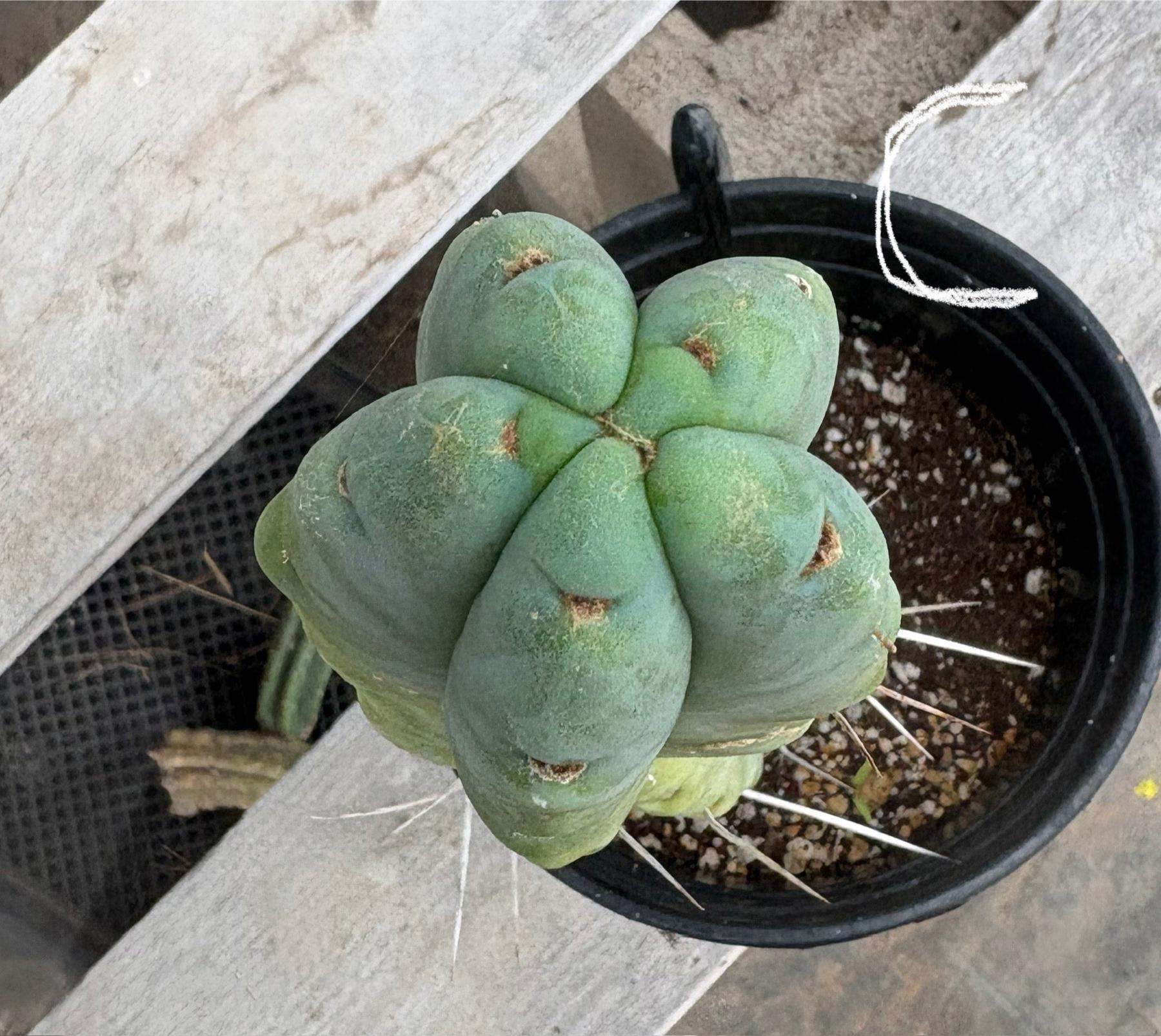 #EC14 Exact Trichocereus Bridgesii "Jiimz Twin Spine" Potted Cactus A-E-Cactus - Large - Exact-The Succulent Source