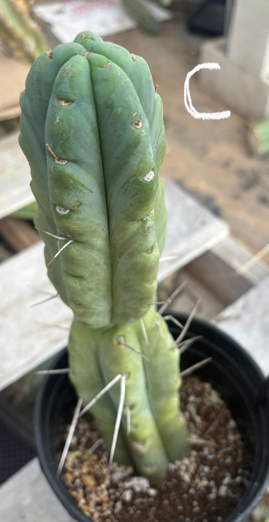 #EC14 Exact Trichocereus Bridgesii "Jiimz Twin Spine" Potted Cactus A-E-Cactus - Large - Exact-The Succulent Source