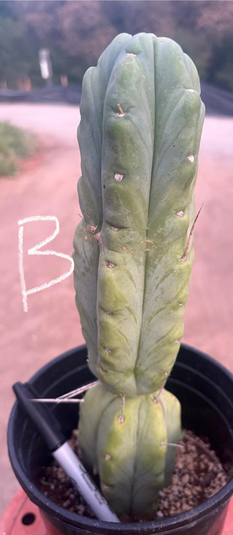 #EC14 Exact Trichocereus Bridgesii "Jiimz Twin Spine" Potted Cactus A-E-Cactus - Large - Exact-The Succulent Source