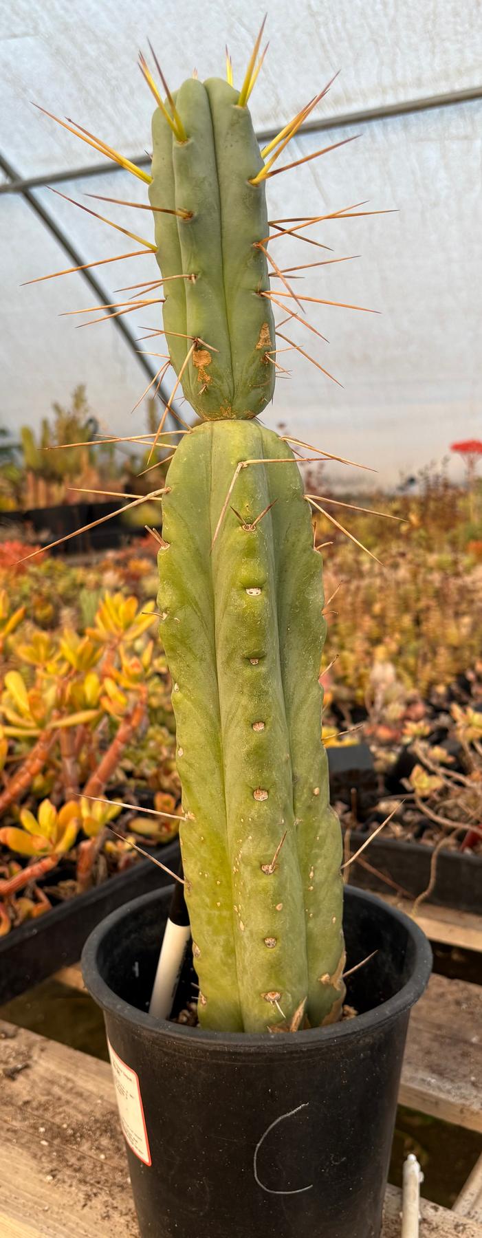 #EC14 Exact Trichocereus Bridgesii "Jiimz Twin Spine" Potted Cactus A-E-Cactus - Large - Exact-The Succulent Source