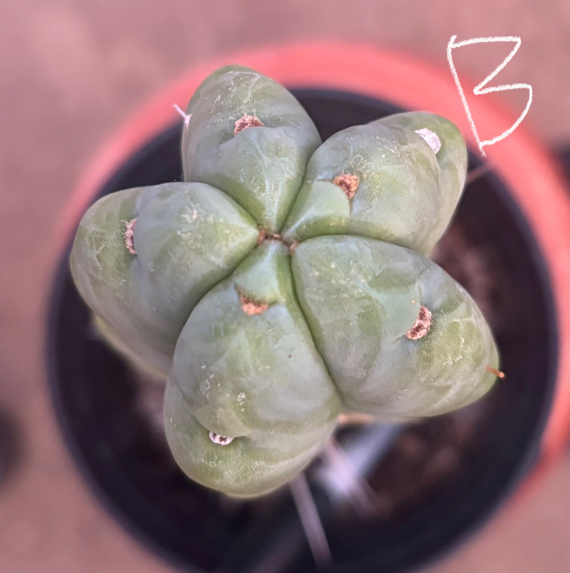 #EC14 Exact Trichocereus Bridgesii "Jiimz Twin Spine" Potted Cactus A-E-Cactus - Large - Exact-The Succulent Source
