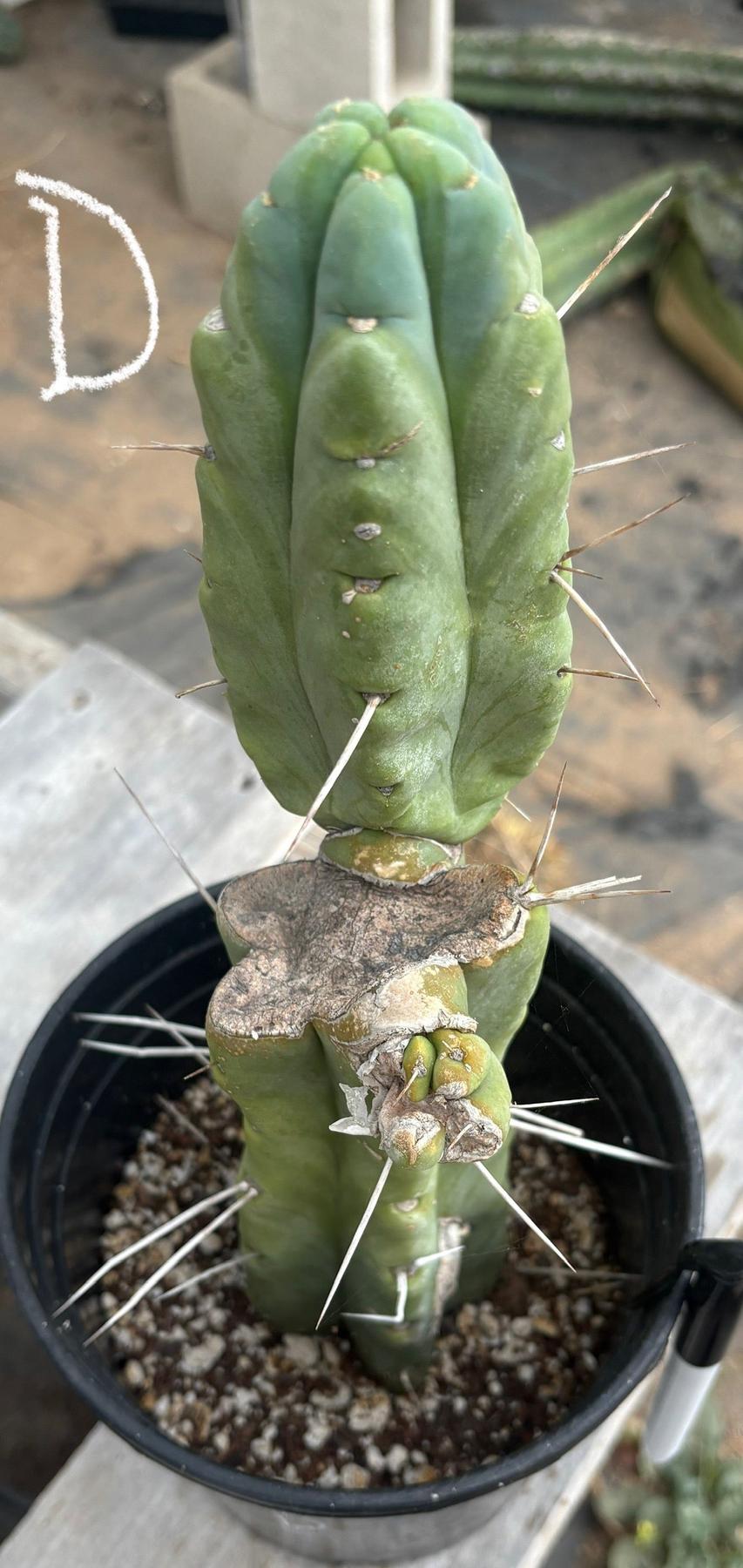 #EC14 Exact Trichocereus Bridgesii "Jiimz Twin Spine" Potted Cactus A-E-Cactus - Large - Exact-The Succulent Source