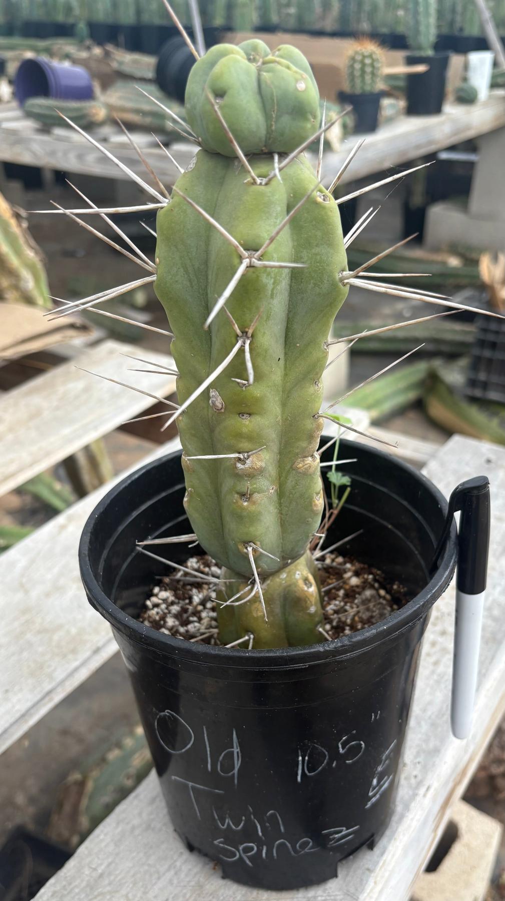 #EC14 Exact Trichocereus Bridgesii "Jiimz Twin Spine" Potted Cactus A-E-Cactus - Large - Exact-The Succulent Source