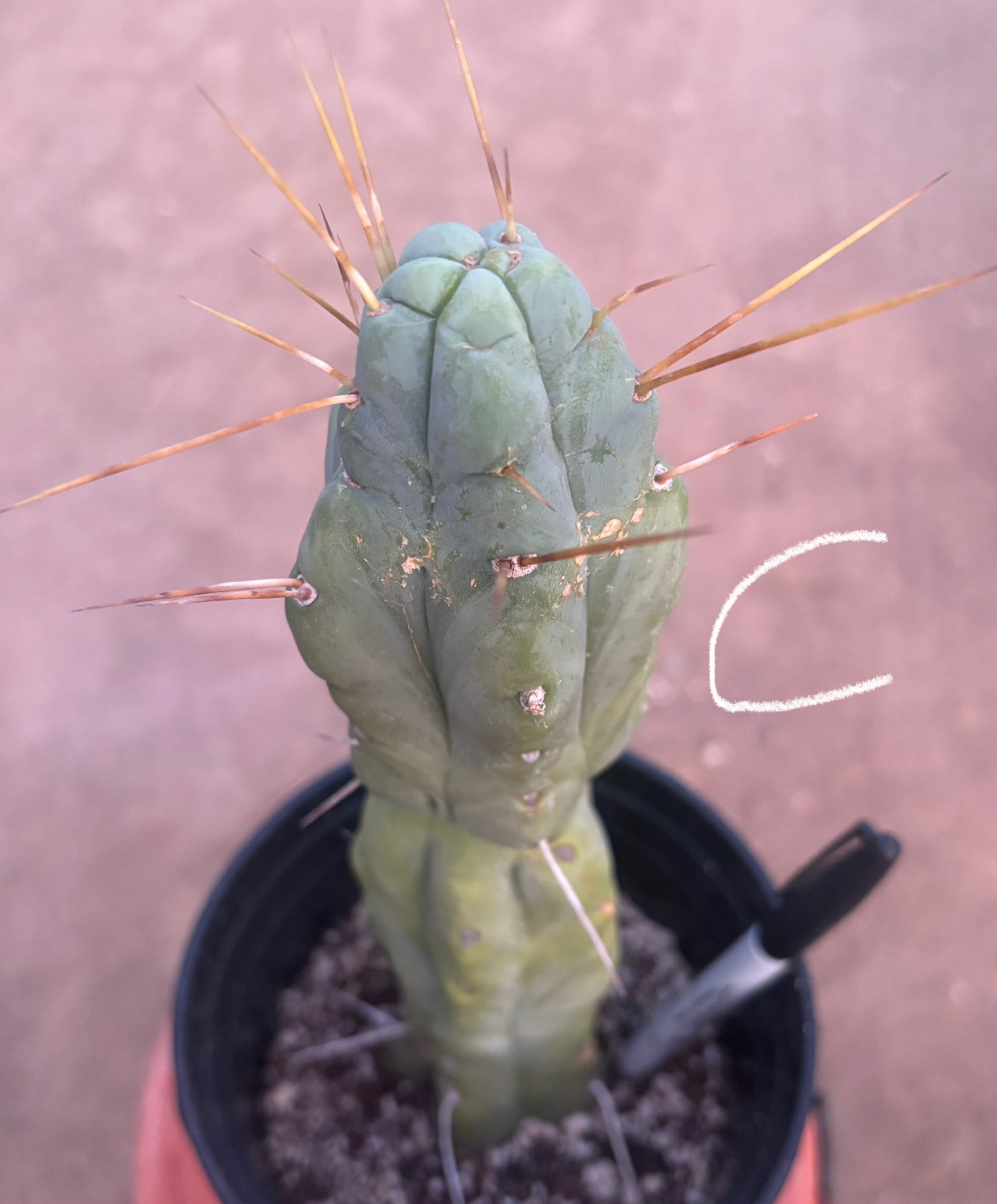 #EC14 Exact Trichocereus Bridgesii "Jiimz Twin Spine" Potted Cactus A-E-Cactus - Large - Exact-The Succulent Source