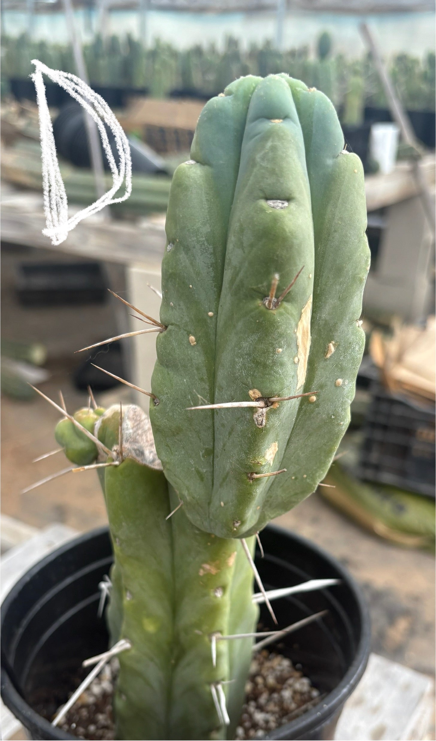 #EC14 Exact Trichocereus Bridgesii "Jiimz Twin Spine" Potted Cactus A-E-Cactus - Large - Exact-The Succulent Source