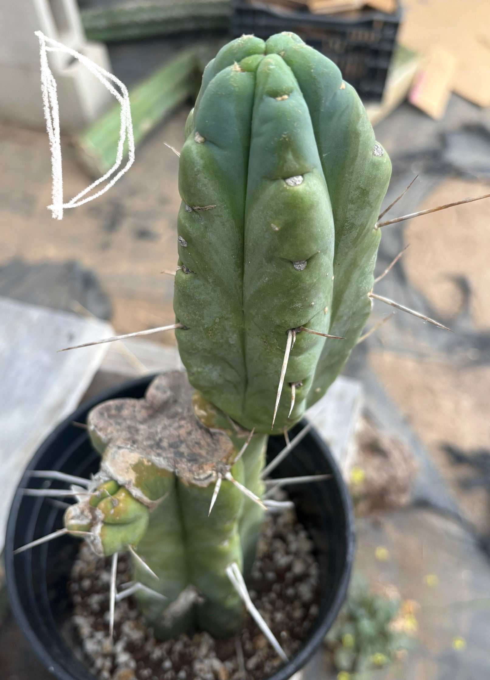 #EC14 Exact Trichocereus Bridgesii "Jiimz Twin Spine" Potted Cactus A-E-Cactus - Large - Exact-The Succulent Source