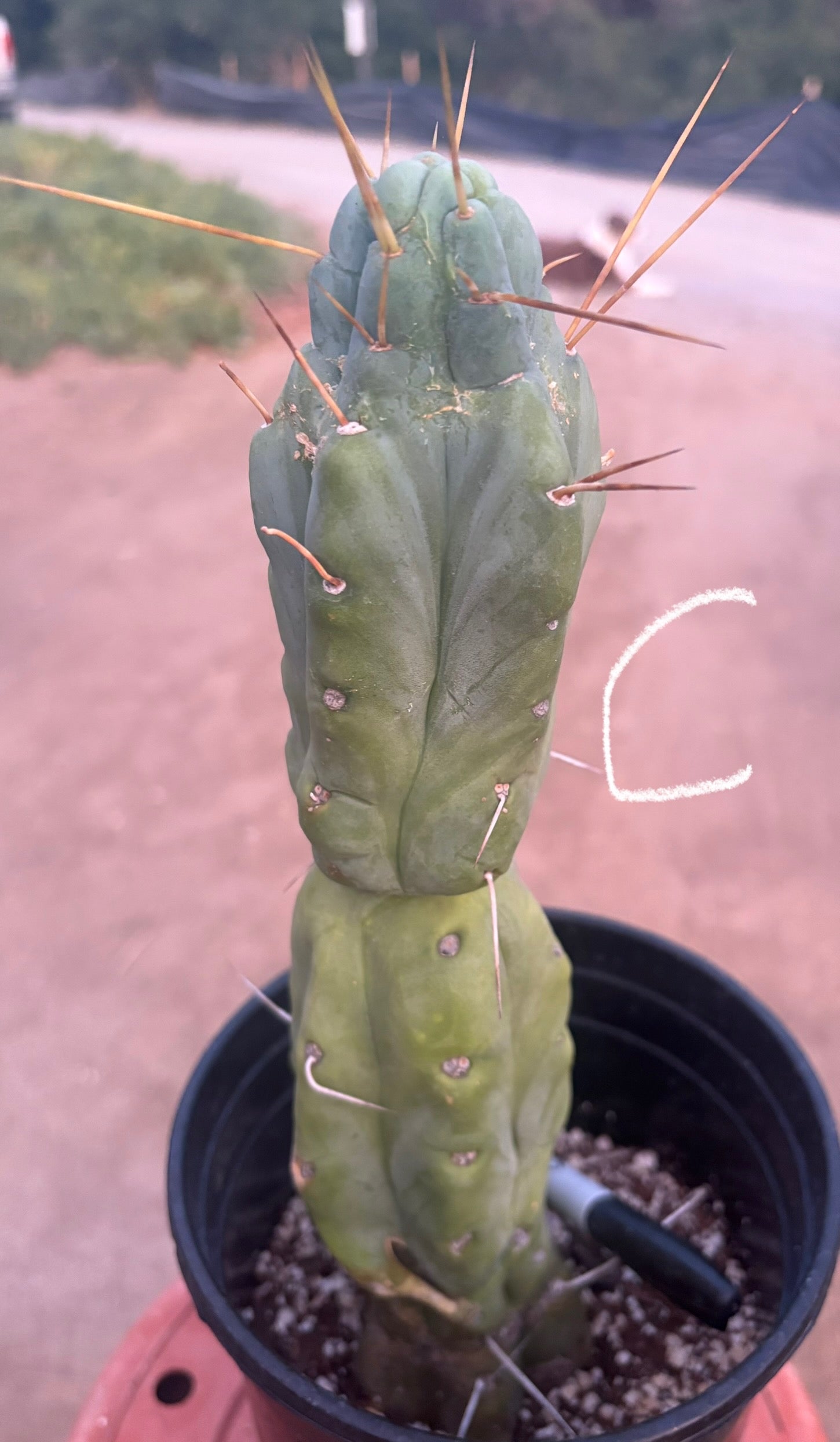 #EC14 Exact Trichocereus Bridgesii "Jiimz Twin Spine" Potted Cactus A-E-Cactus - Large - Exact-The Succulent Source