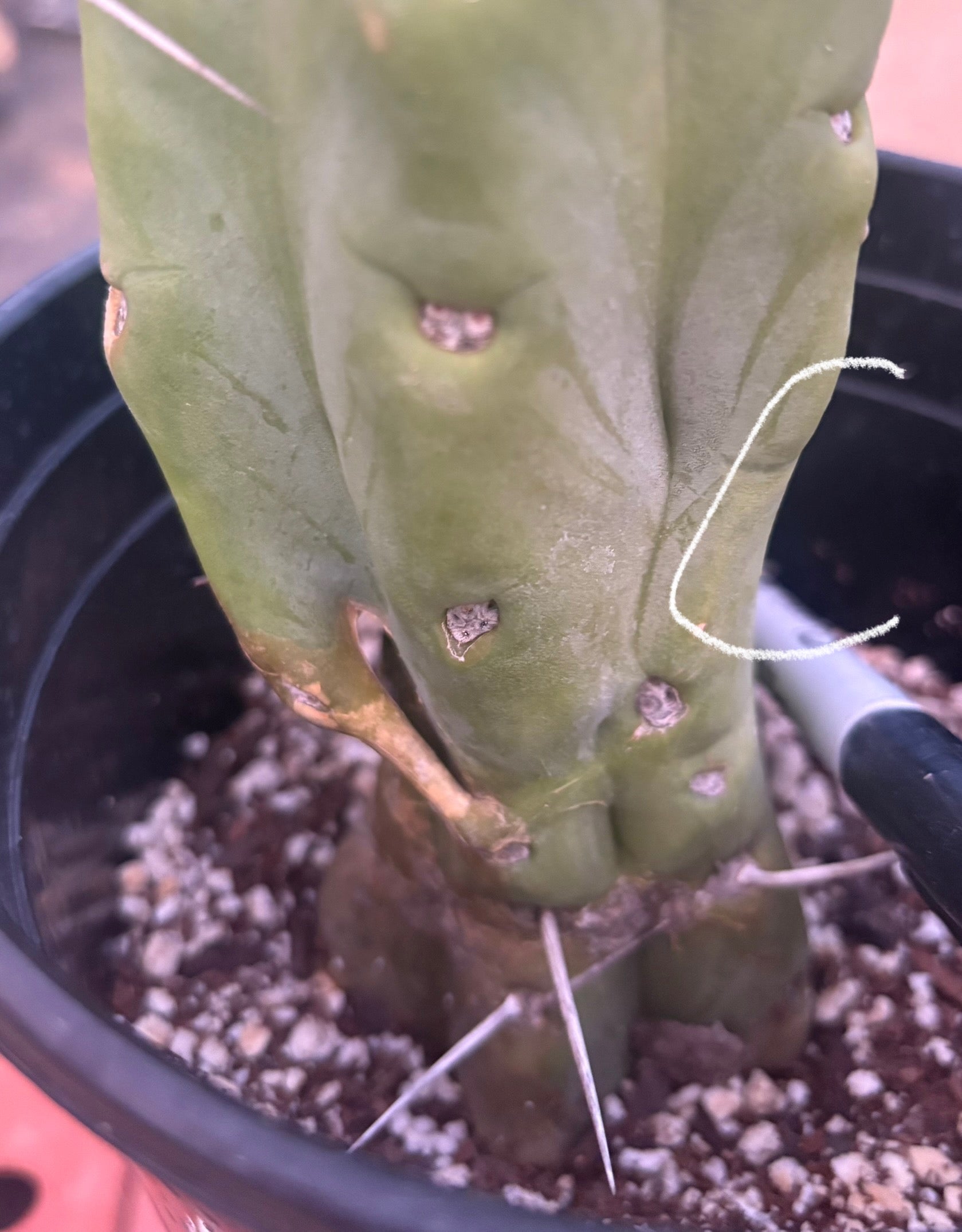 #EC14 Exact Trichocereus Bridgesii "Jiimz Twin Spine" Potted Cactus A-E-Cactus - Large - Exact-The Succulent Source