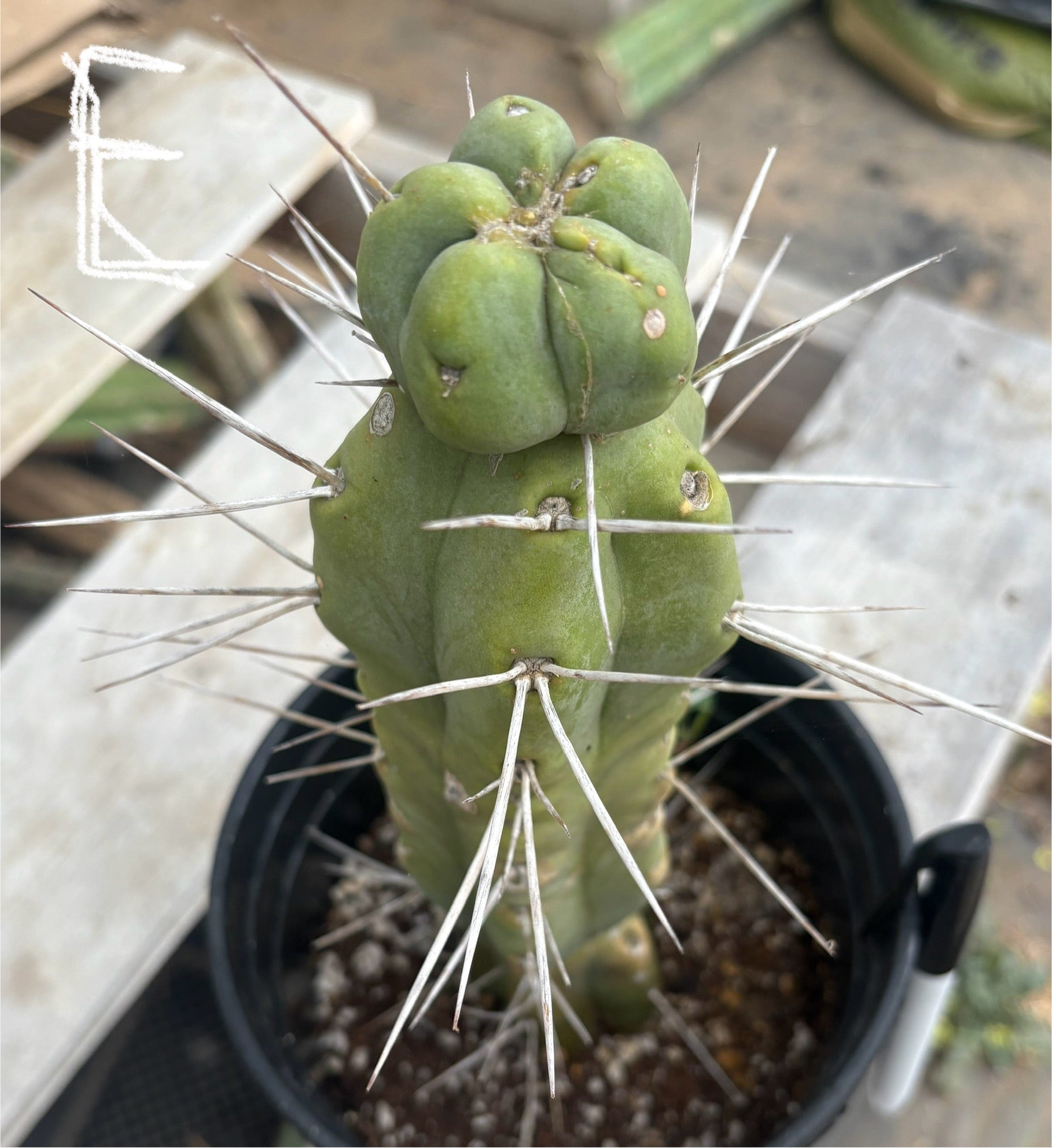 #EC14 Exact Trichocereus Bridgesii "Jiimz Twin Spine" Potted Cactus A-E-Cactus - Large - Exact-The Succulent Source
