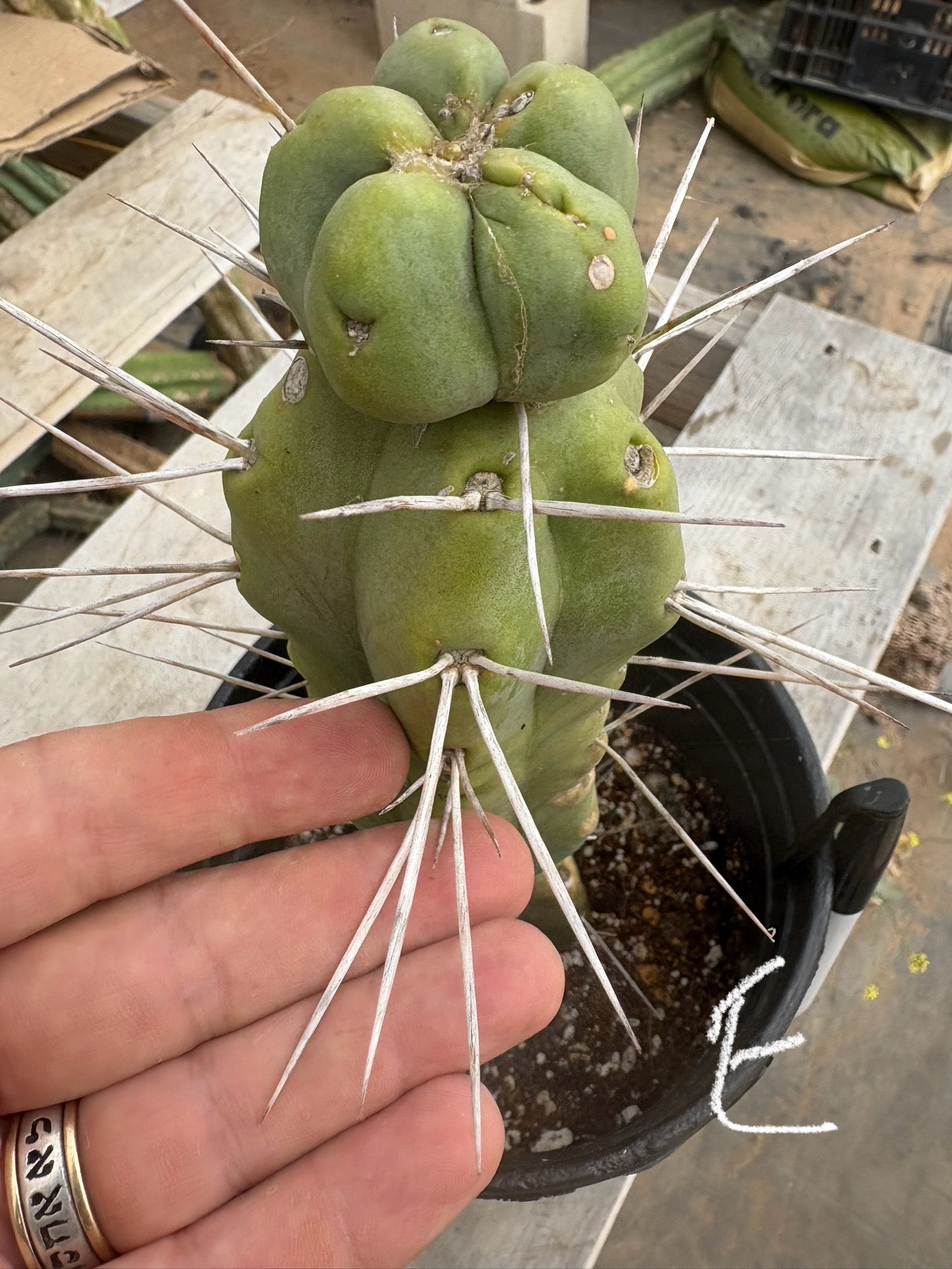 #EC14 Exact Trichocereus Bridgesii "Jiimz Twin Spine" Potted Cactus A-E-Cactus - Large - Exact-The Succulent Source