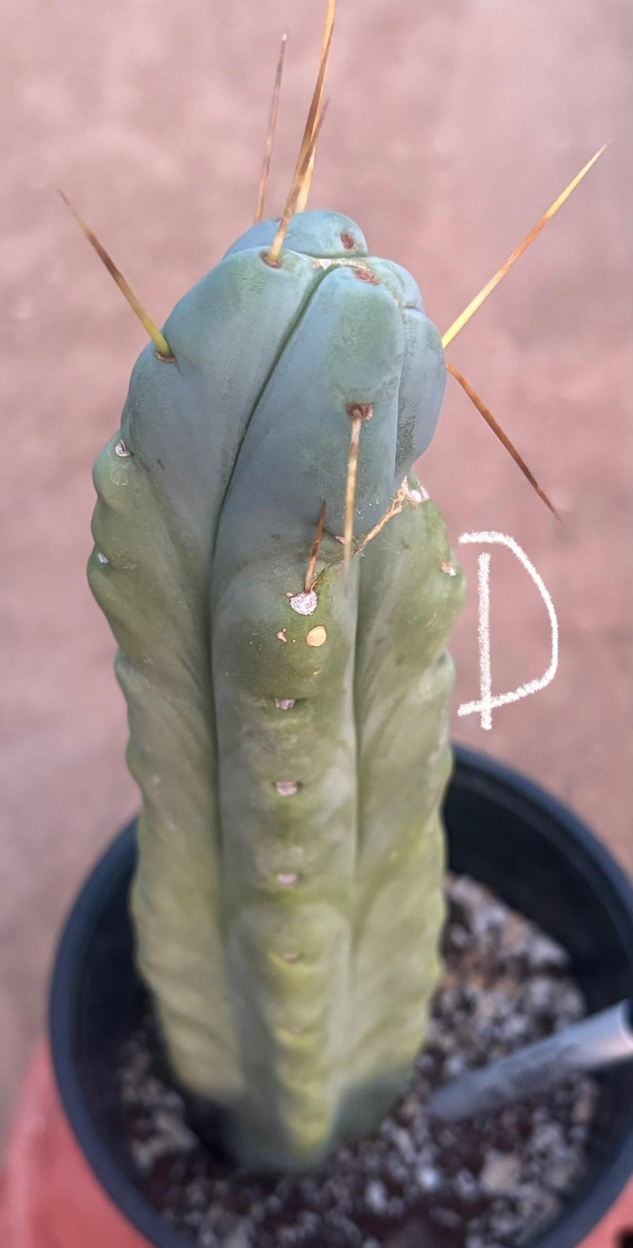 #EC14 Exact Trichocereus Bridgesii "Jiimz Twin Spine" Potted Cactus A-E-Cactus - Large - Exact-The Succulent Source
