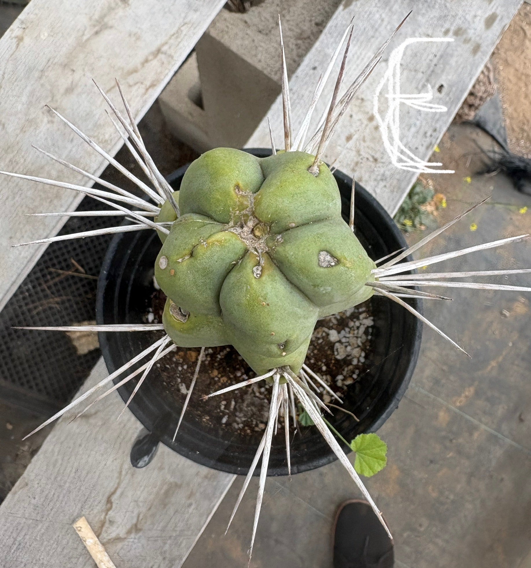 #EC14 Exact Trichocereus Bridgesii "Jiimz Twin Spine" Potted Cactus A-E-Cactus - Large - Exact-The Succulent Source