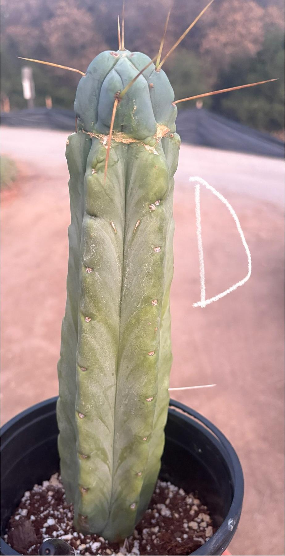 #EC14 Exact Trichocereus Bridgesii "Jiimz Twin Spine" Potted Cactus A-E-Cactus - Large - Exact-The Succulent Source