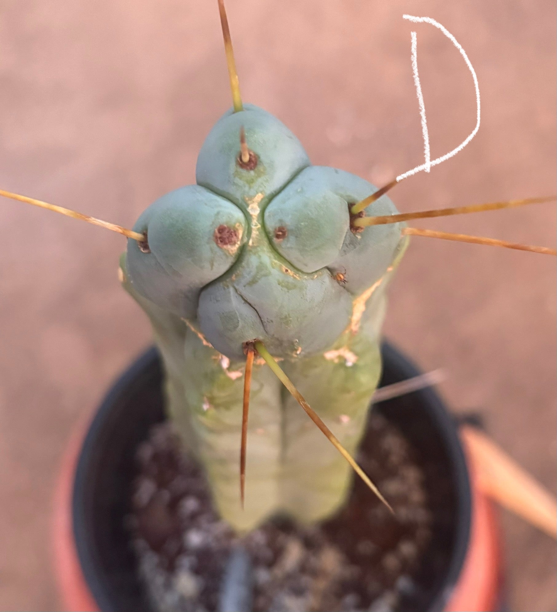 #EC14 Exact Trichocereus Bridgesii "Jiimz Twin Spine" Potted Cactus A-E-Cactus - Large - Exact-The Succulent Source