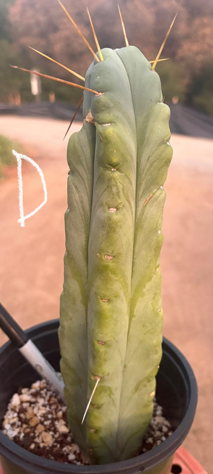 #EC14 Exact Trichocereus Bridgesii "Jiimz Twin Spine" Potted Cactus A-E-Cactus - Large - Exact-The Succulent Source