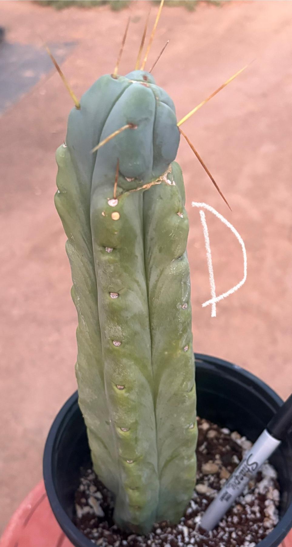 #EC14 Exact Trichocereus Bridgesii "Jiimz Twin Spine" Potted Cactus A-E-Cactus - Large - Exact-The Succulent Source