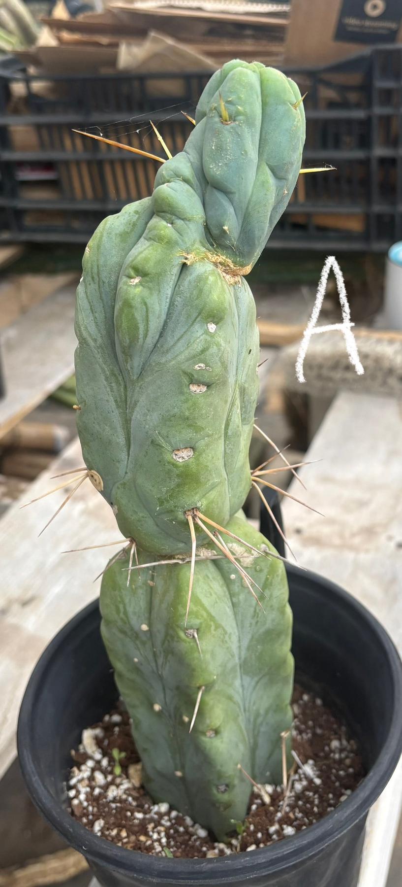 #EC14 Exact Trichocereus Bridgesii "Jiimz Twin Spine" Potted Cactus A-E-Cactus - Large - Exact-The Succulent Source