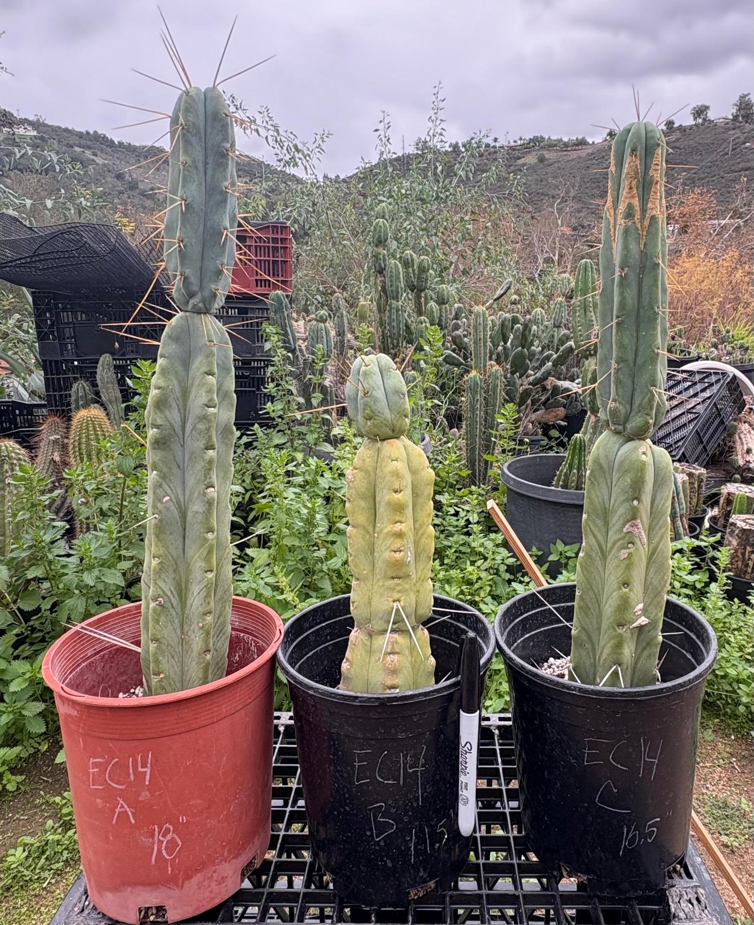 #EC14 Exact Trichocereus Bridgesii "Jiimz Twin Spine" Potted Cactus A-E-Cactus - Large - Exact-The Succulent Source