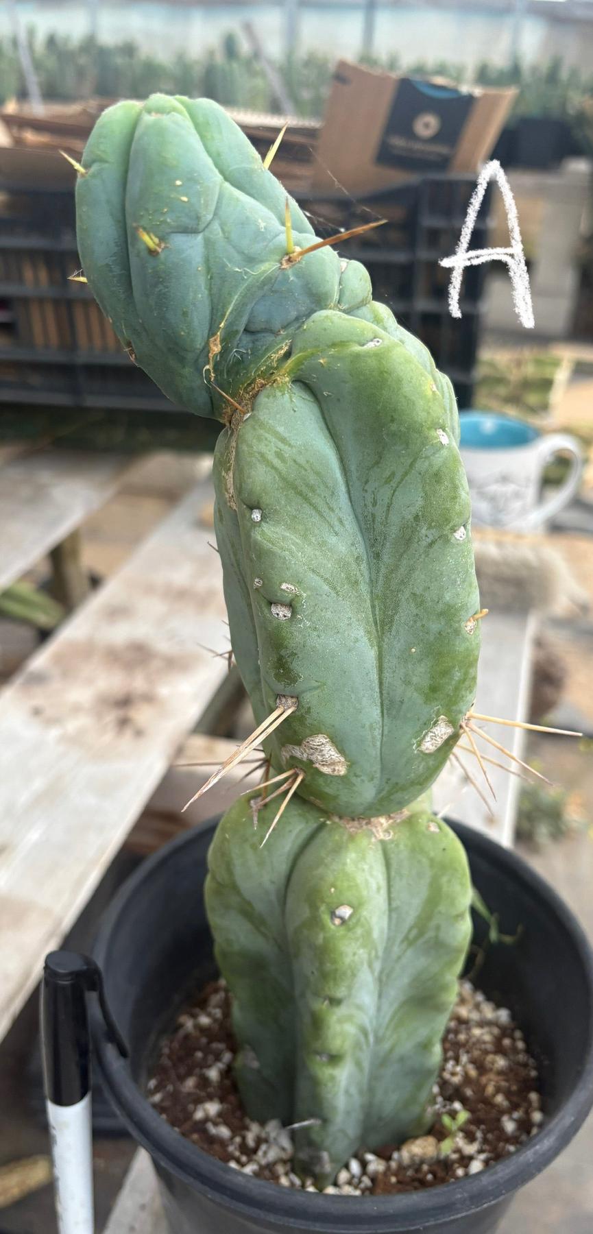 #EC14 Exact Trichocereus Bridgesii "Jiimz Twin Spine" Potted Cactus A-E-Cactus - Large - Exact-The Succulent Source