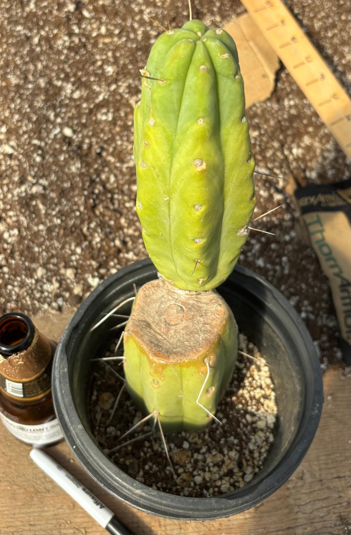 Cactusプロフィ必読 San Pedro Cactus for Sale Trichocereus - #EC14 Exact Trichocereus