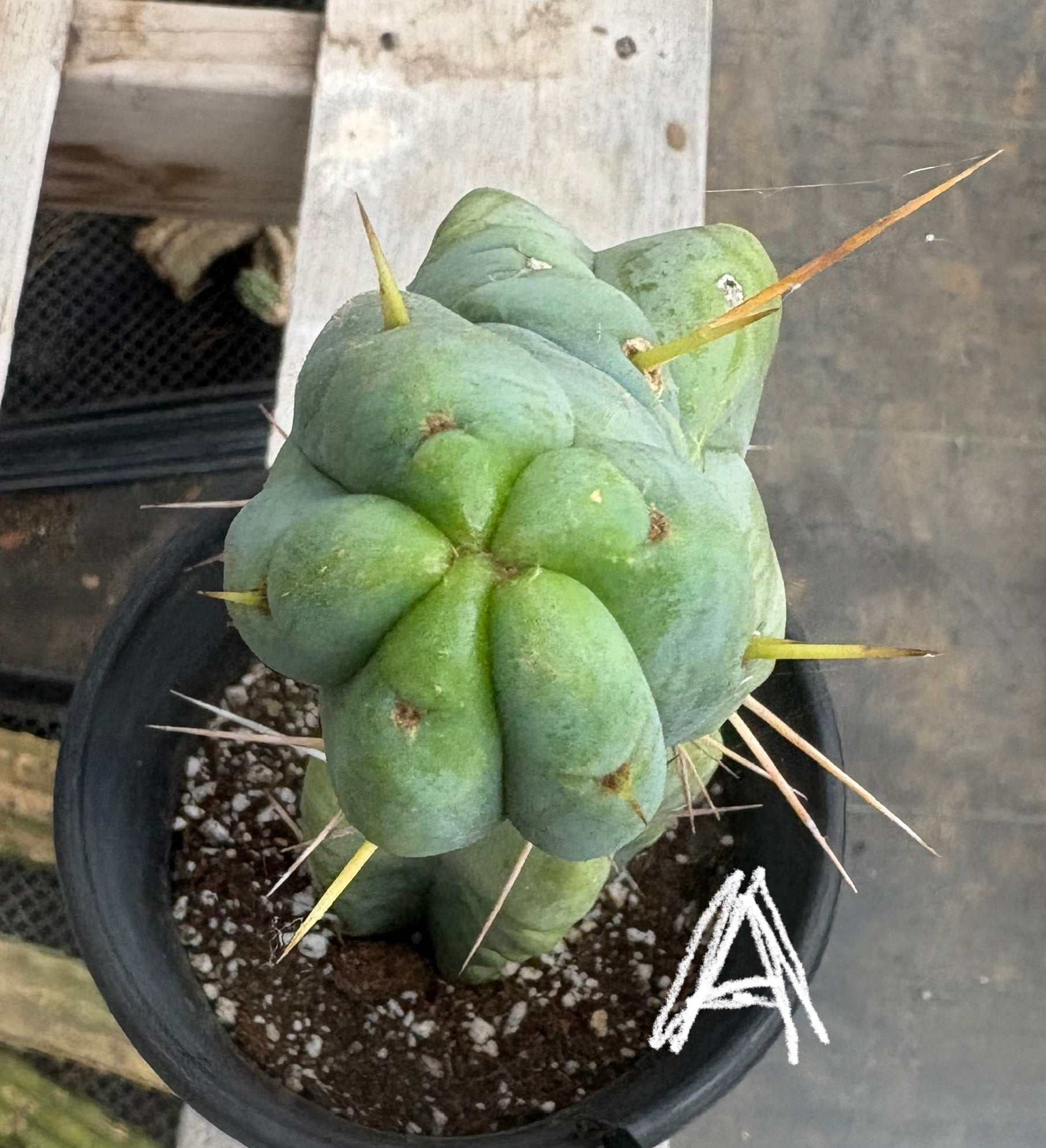 #EC14 Exact Trichocereus Bridgesii "Jiimz Twin Spine" Potted Cactus A-E-Cactus - Large - Exact-The Succulent Source