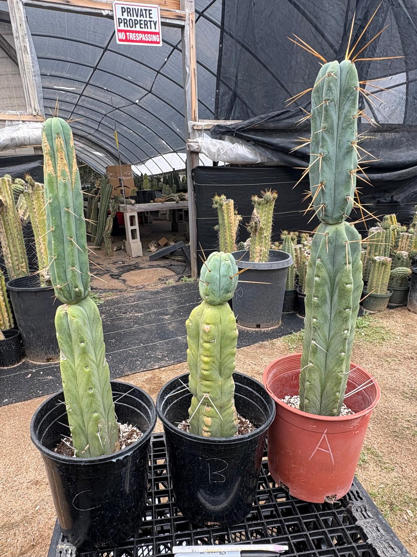 EC14 Exact Trichocereus Bridgesii 