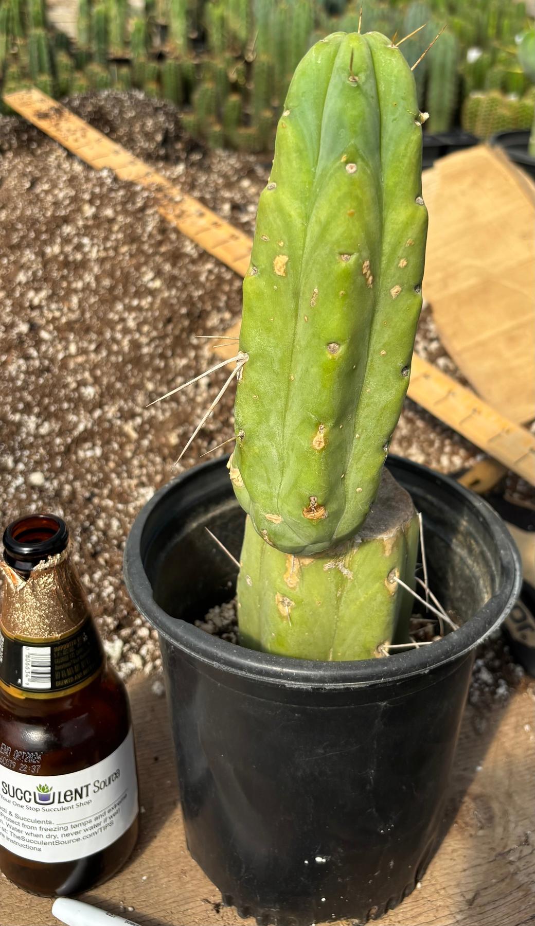 CACTUS GREEN strong spine ホリダ Cactus Affinity - TPnonM SSP pach