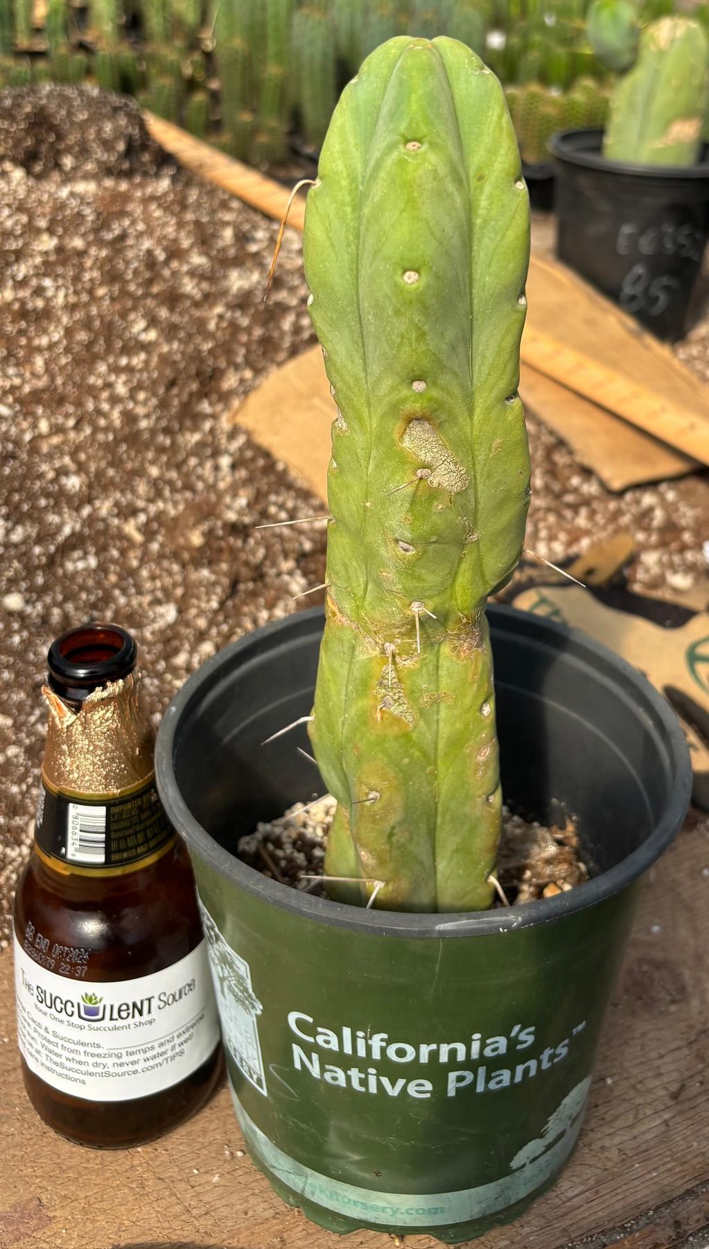 San Pedro Cactus for Sale Trichocereus - #EC14 Exact Trichocereus