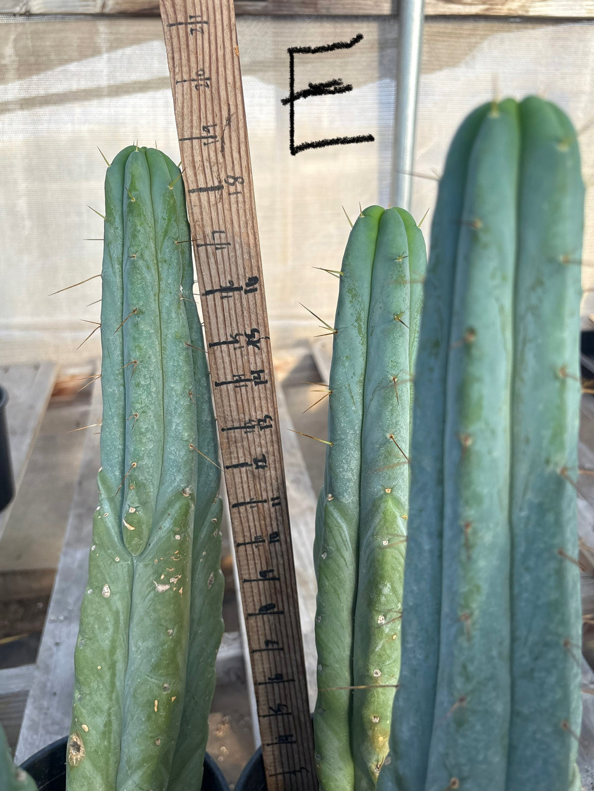 #EC14 Exact Trichocereus Bridgesii "Jiimz Twin Spine" Potted Cactus A-E-Cactus - Large - Exact-The Succulent Source