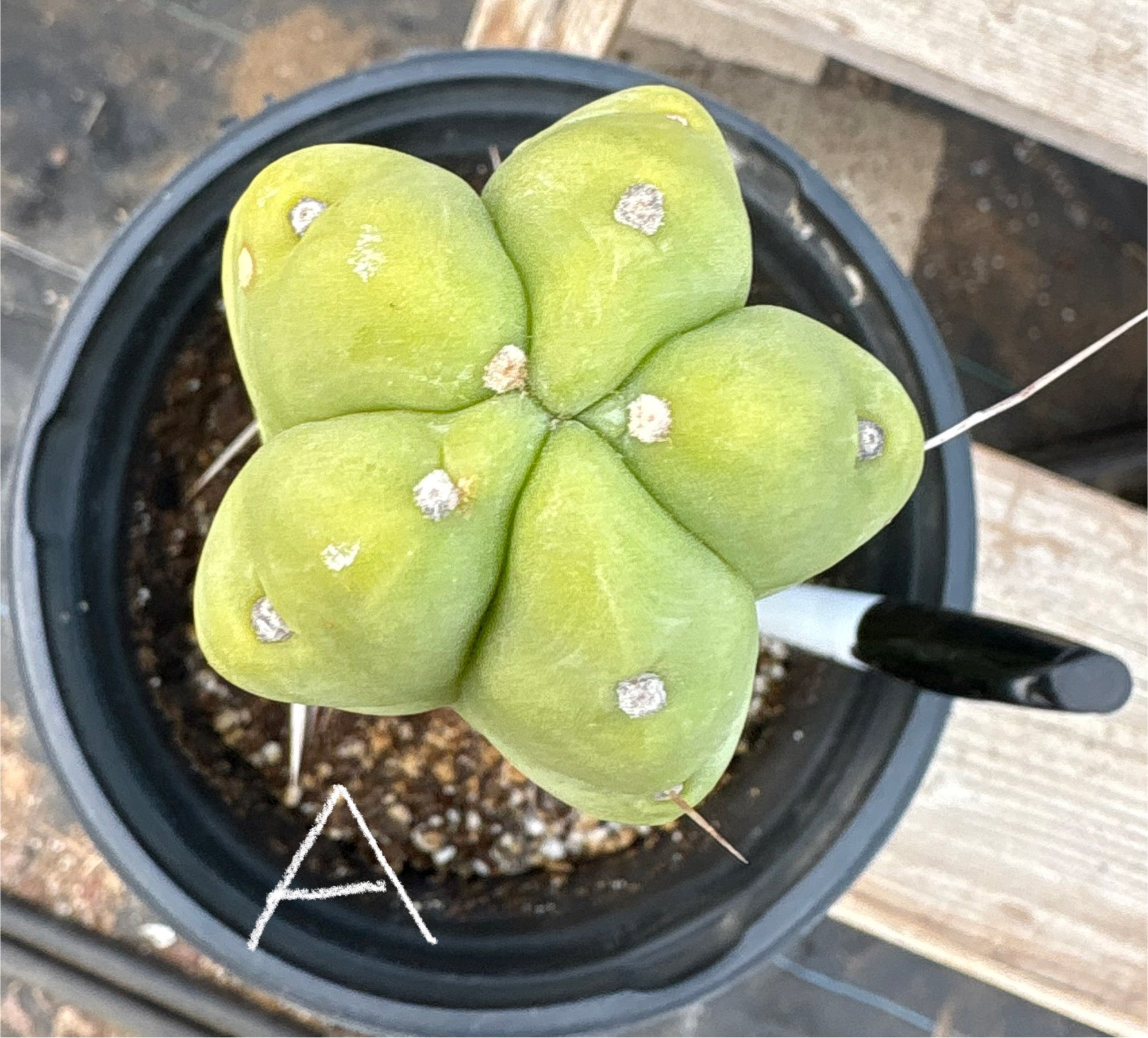 #EC14 Exact Trichocereus Bridgesii "Jiimz Twin Spine" Potted Cactus A-E-Cactus - Large - Exact-The Succulent Source