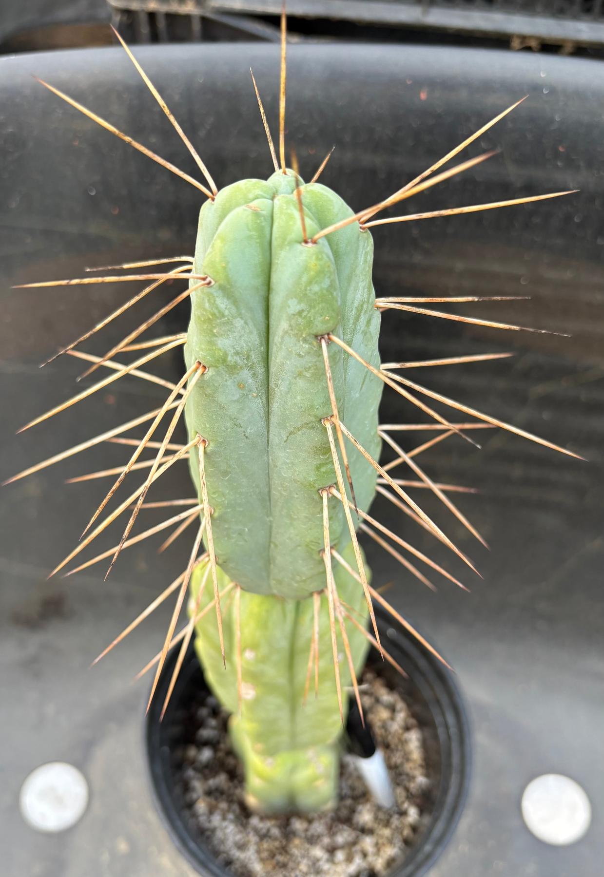 San Pedro Cactus for Sale Trichocereus - #EC14 Exact Trichocereus