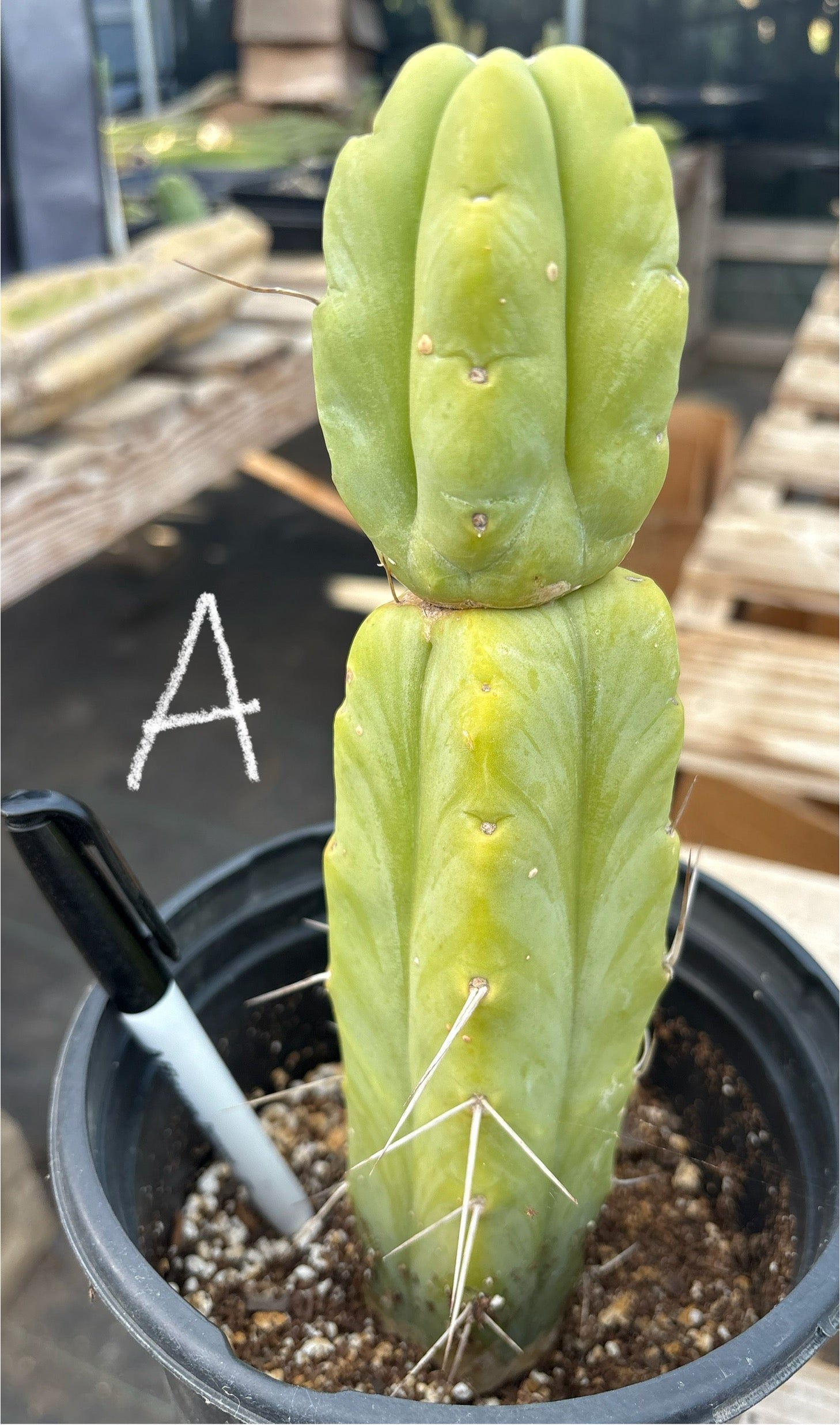 #EC14 Exact Trichocereus Bridgesii "Jiimz Twin Spine" Potted Cactus A-E-Cactus - Large - Exact-The Succulent Source