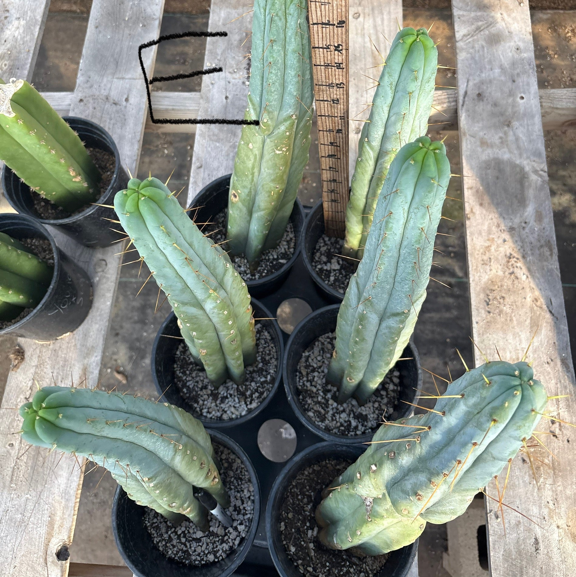 #EC14 Exact Trichocereus Bridgesii "Jiimz Twin Spine" Potted Cactus A-E-Cactus - Large - Exact-The Succulent Source
