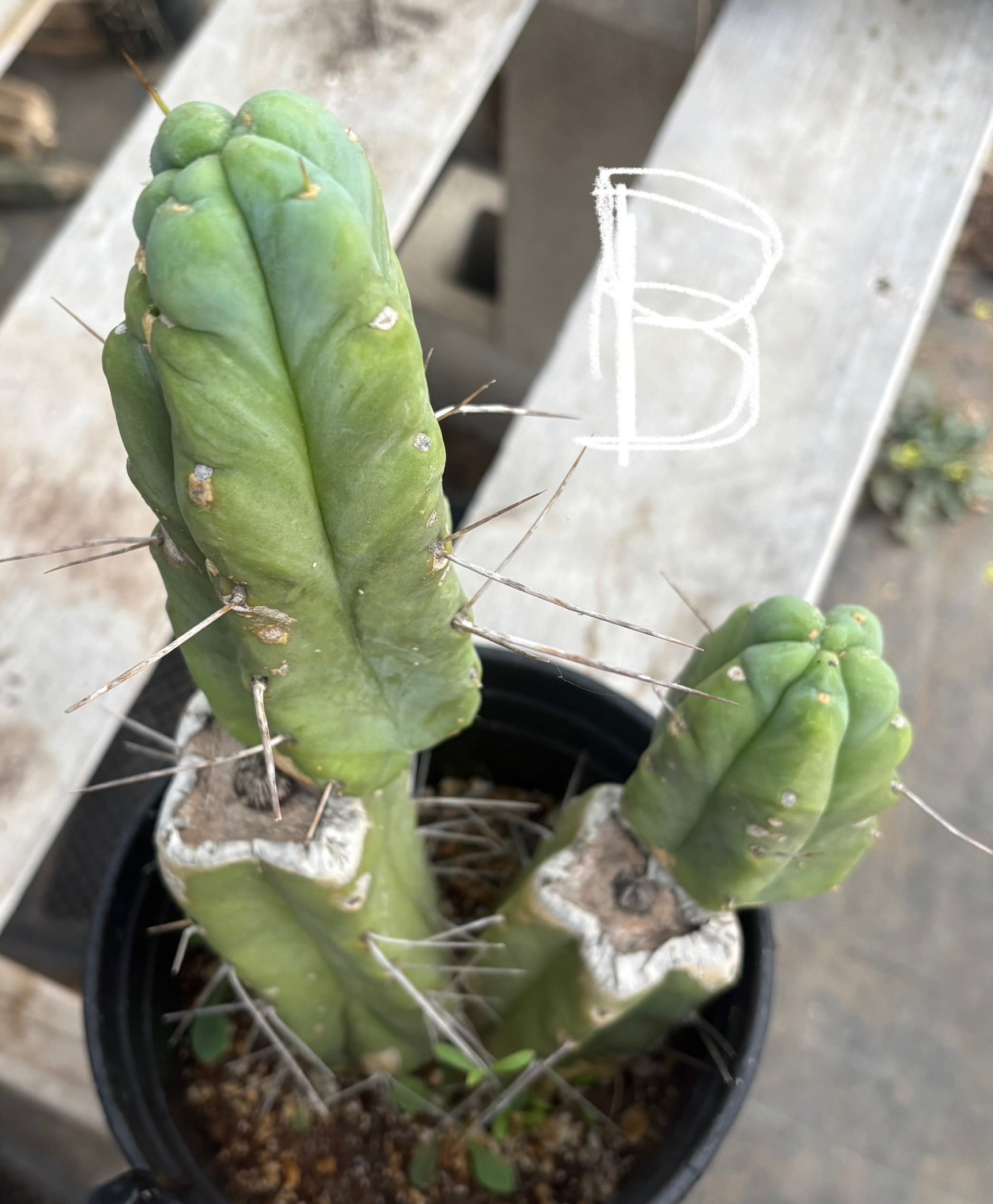 #EC14 Exact Trichocereus Bridgesii "Jiimz Twin Spine" Potted Cactus A-E-Cactus - Large - Exact-The Succulent Source