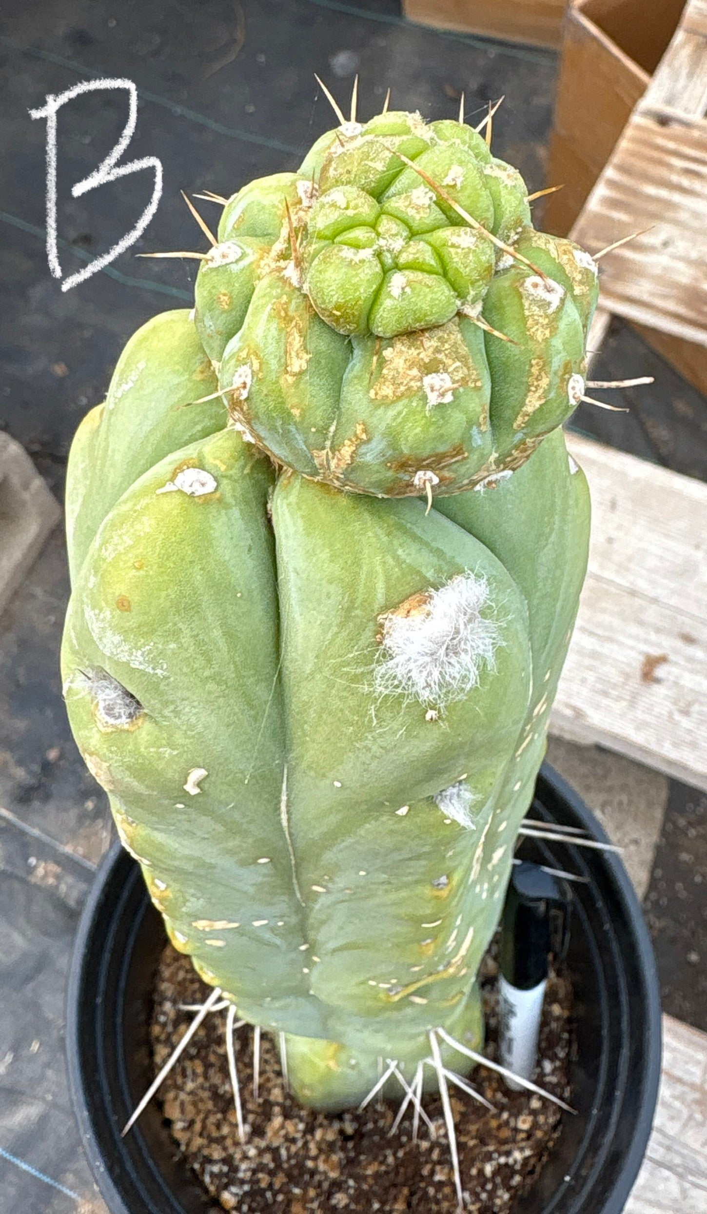 #EC14 Exact Trichocereus Bridgesii "Jiimz Twin Spine" Potted Cactus A-E-Cactus - Large - Exact-The Succulent Source