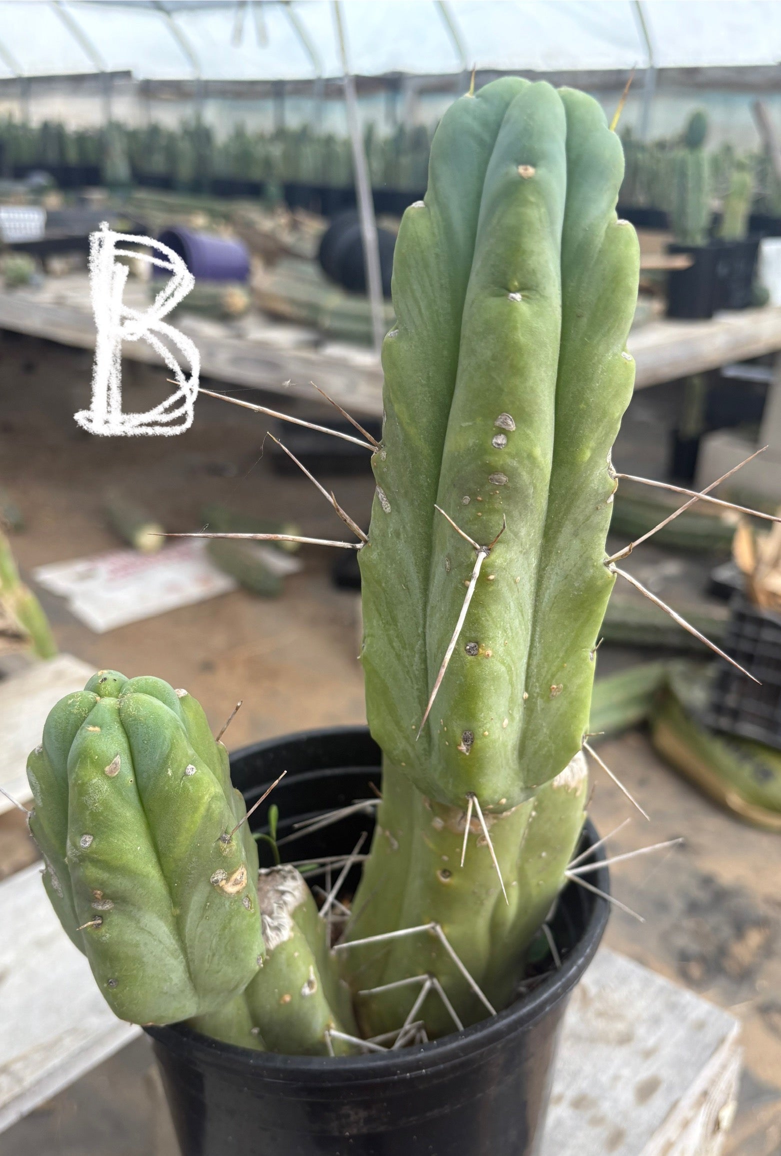 #EC14 Exact Trichocereus Bridgesii "Jiimz Twin Spine" Potted Cactus A-E-Cactus - Large - Exact-The Succulent Source