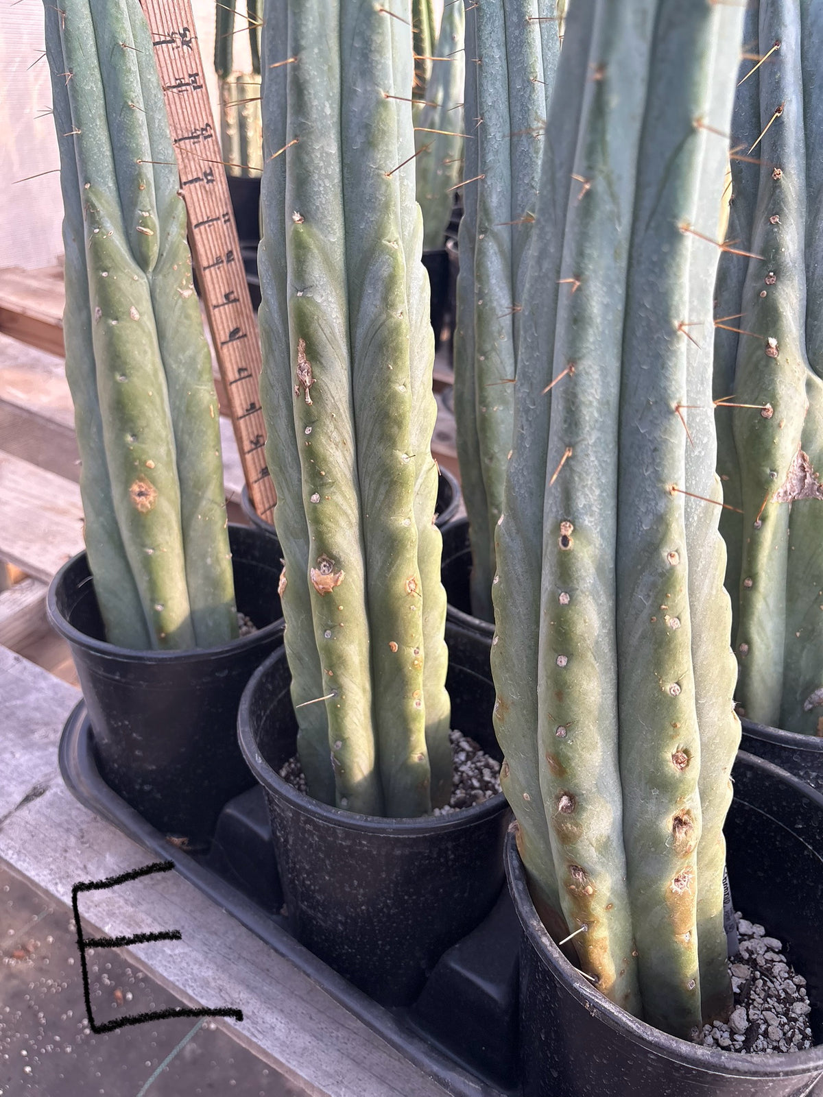 #EC14 Exact Trichocereus Bridgesii "Jiimz Twin Spine" Potted Cactus A-E-Cactus - Large - Exact-The Succulent Source