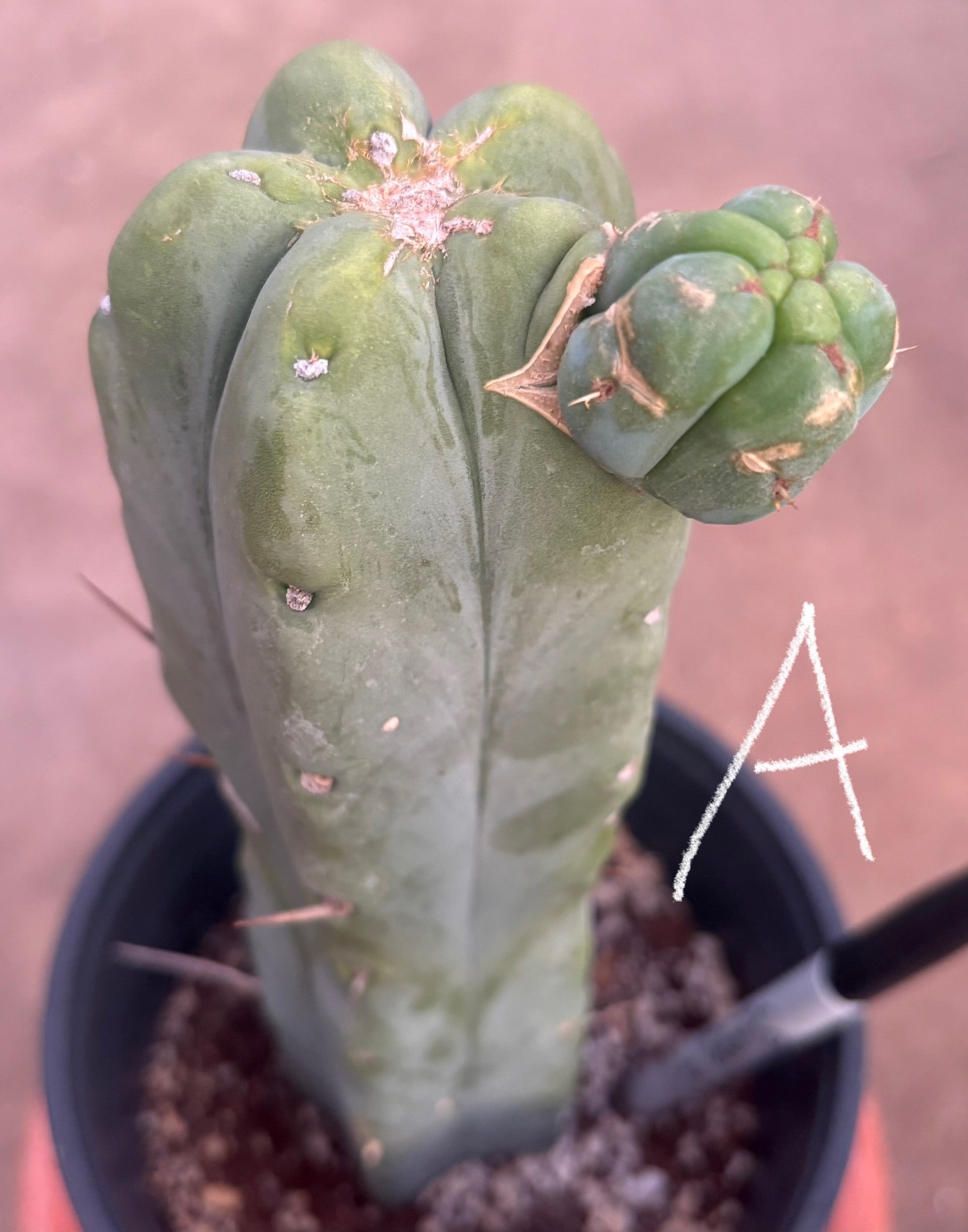 #EC14 Exact Trichocereus Bridgesii "Jiimz Twin Spine" Potted Cactus A-E-Cactus - Large - Exact-The Succulent Source