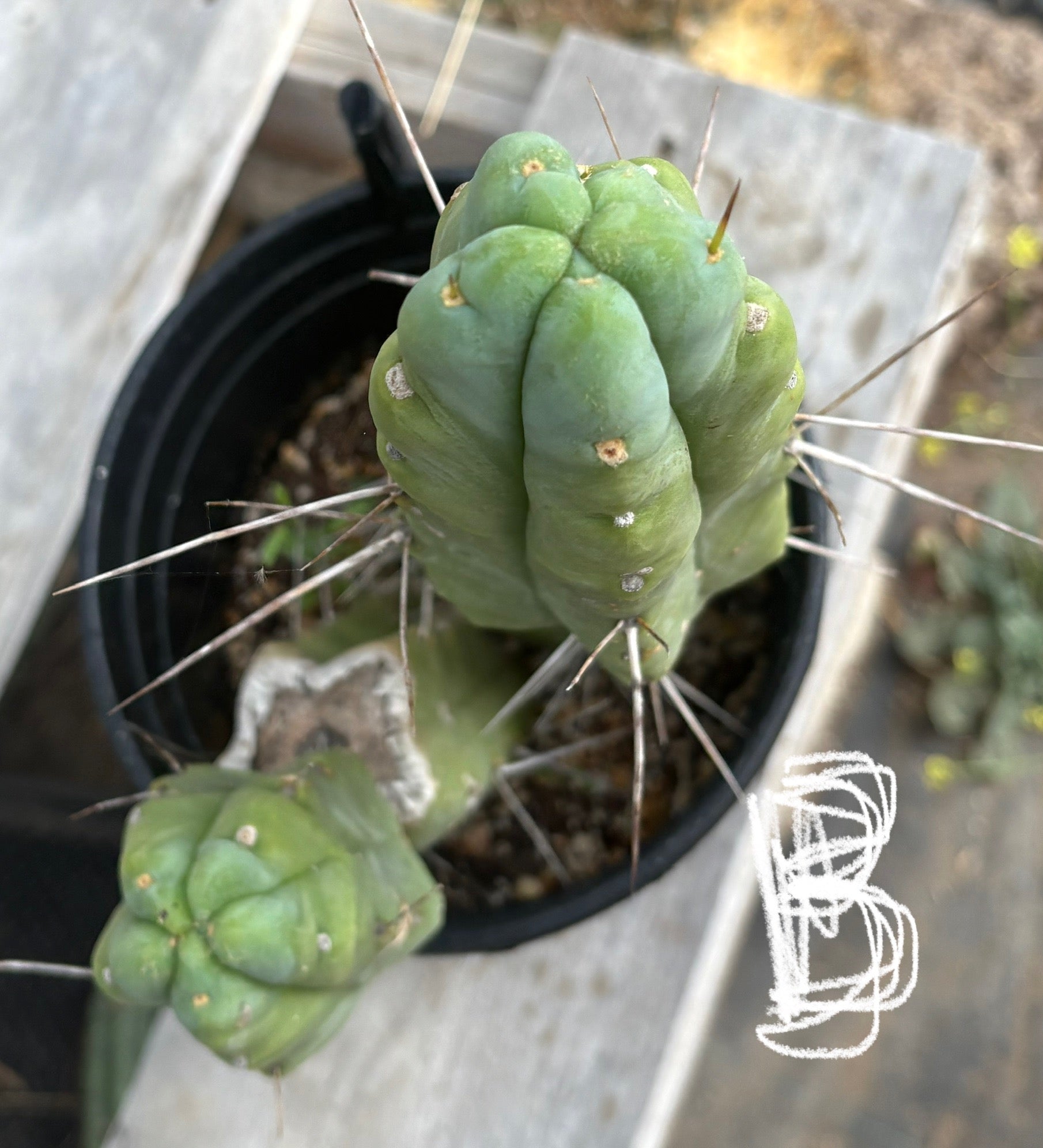 #EC14 Exact Trichocereus Bridgesii "Jiimz Twin Spine" Potted Cactus A-E-Cactus - Large - Exact-The Succulent Source