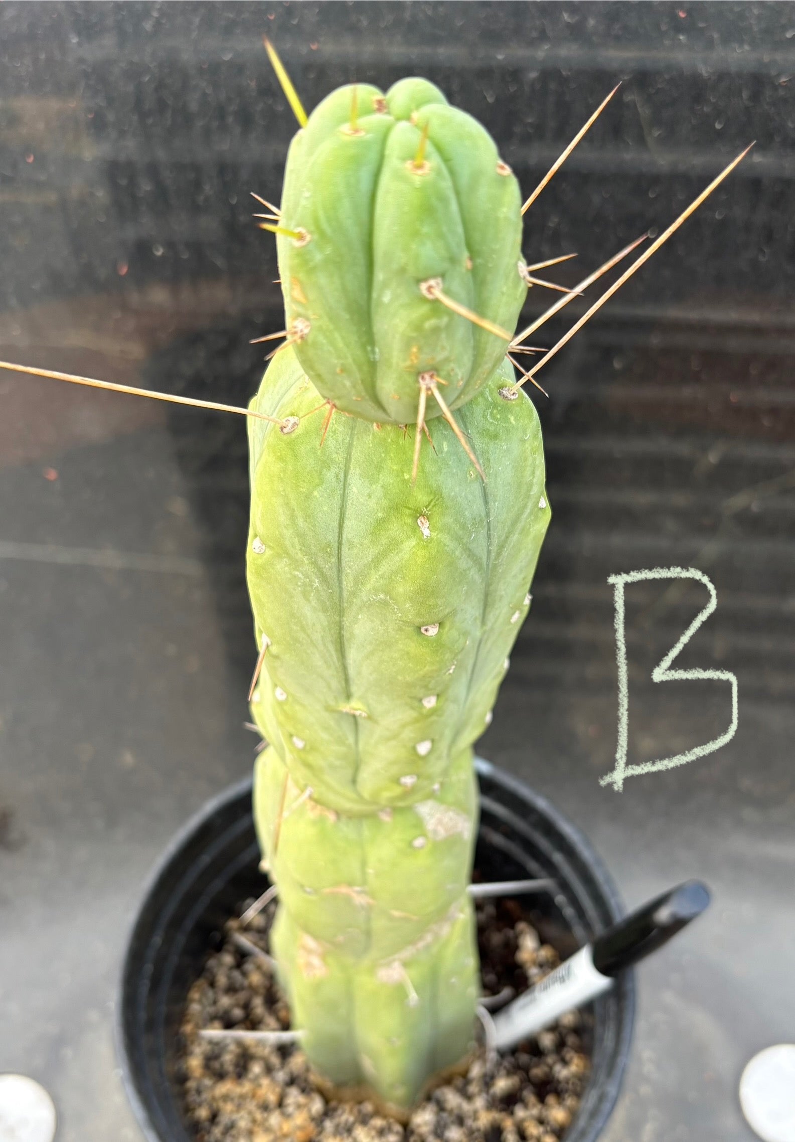 #EC14 Exact Trichocereus Bridgesii "Jiimz Twin Spine" Potted Cactus A-E-Cactus - Large - Exact-The Succulent Source