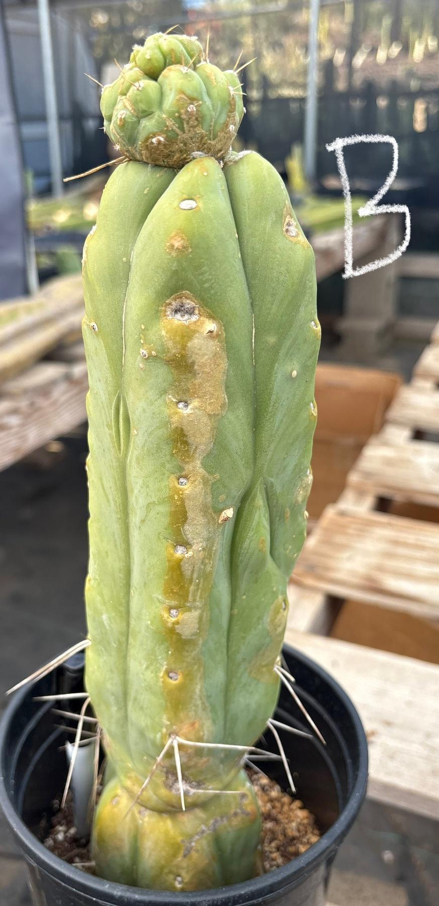 #EC14 Exact Trichocereus Bridgesii "Jiimz Twin Spine" Potted Cactus A-E-Cactus - Large - Exact-The Succulent Source