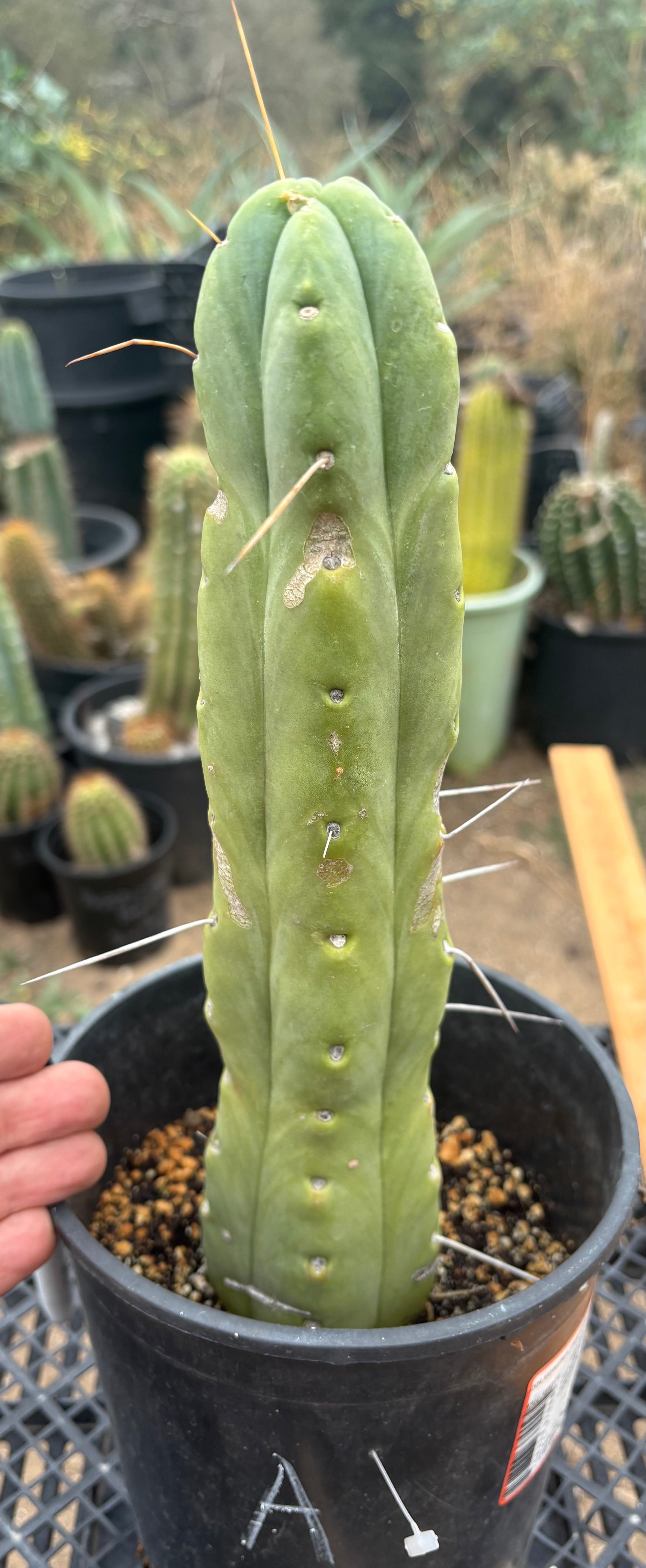 #EC14 Exact Trichocereus Bridgesii "Jiimz Twin Spine" Potted Cactus A-E-Cactus - Large - Exact-The Succulent Source