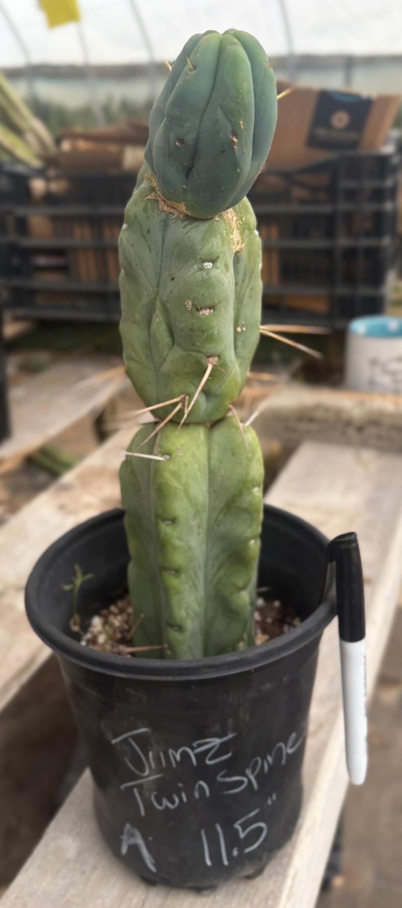#EC14 Exact Trichocereus Bridgesii "Jiimz Twin Spine" Potted Cactus A-E-Cactus - Large - Exact-The Succulent Source