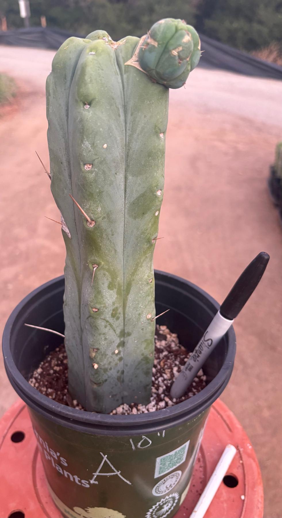 #EC14 Exact Trichocereus Bridgesii "Jiimz Twin Spine" Potted Cactus A-E-Cactus - Large - Exact-The Succulent Source