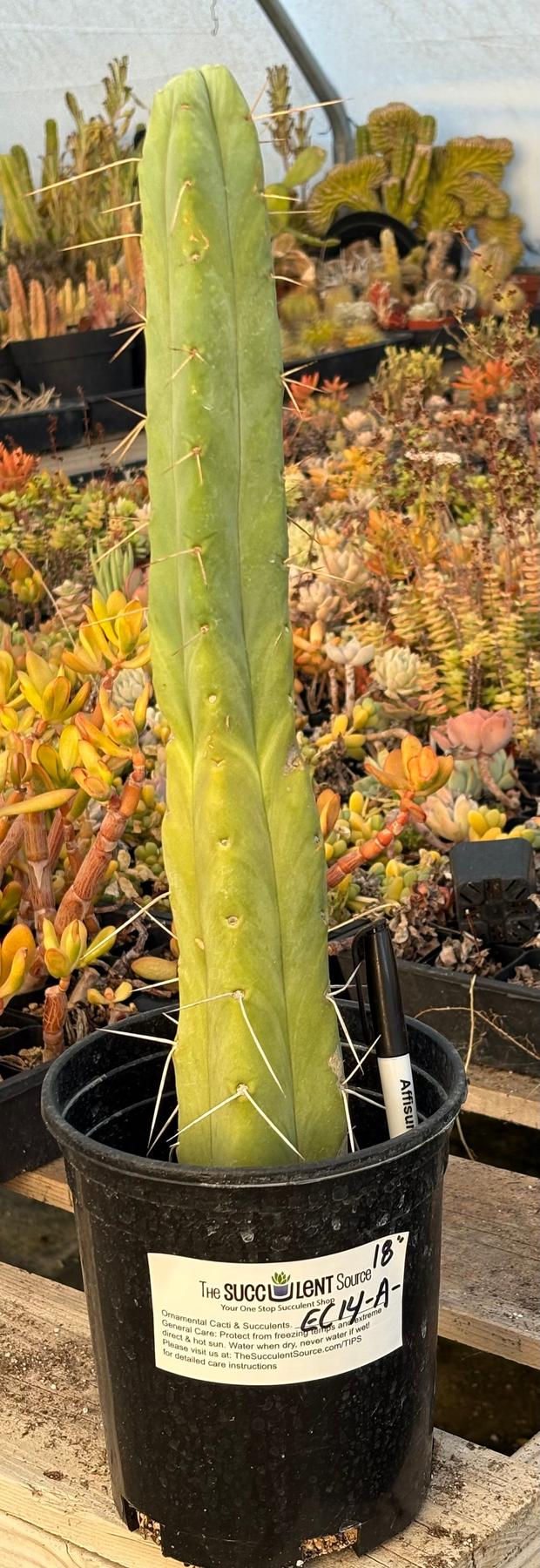 #EC14 Exact Trichocereus Bridgesii "Jiimz Twin Spine" Potted Cactus A-E-Cactus - Large - Exact-The Succulent Source