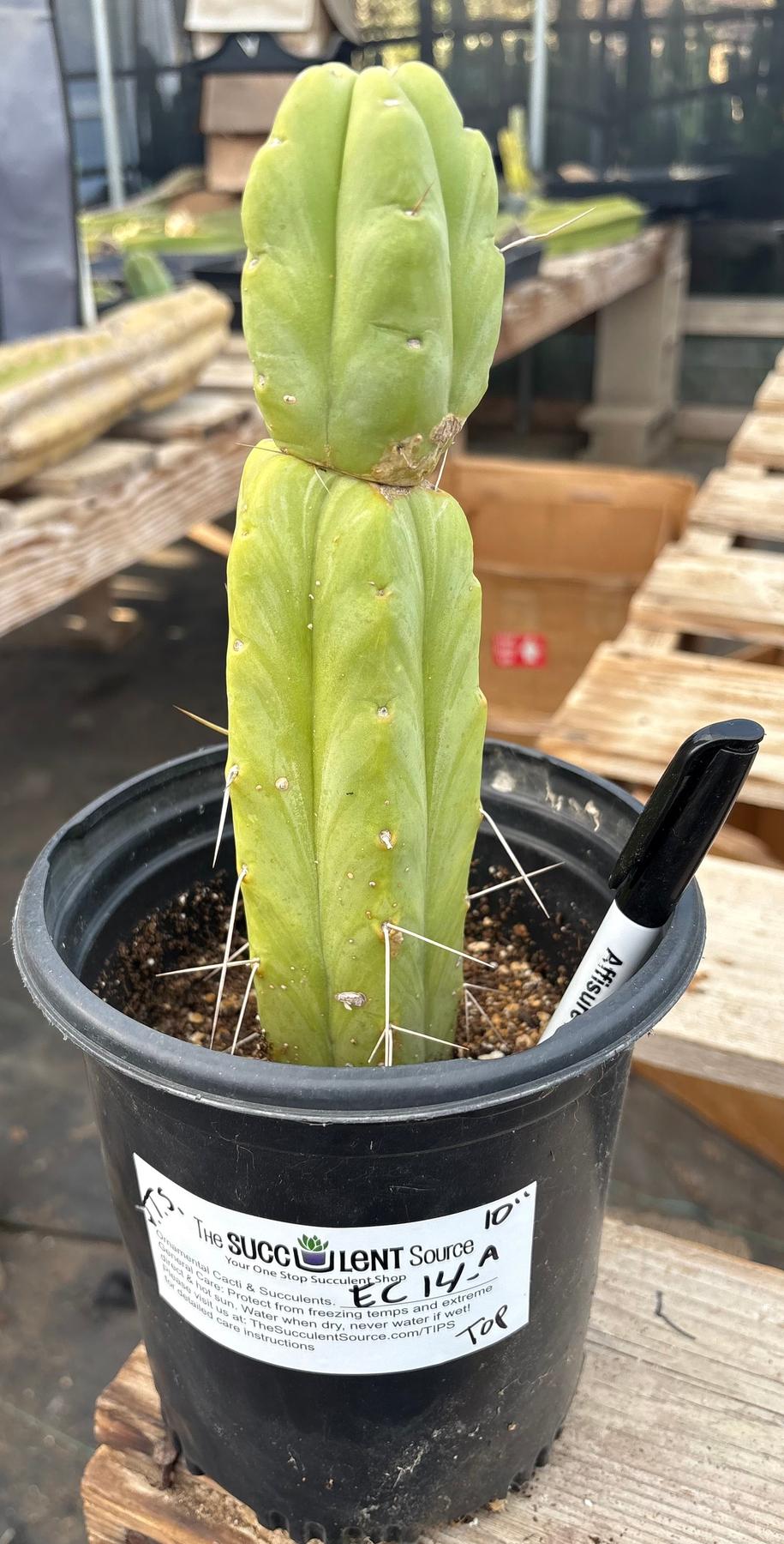 #EC14 Exact Trichocereus Bridgesii "Jiimz Twin Spine" Potted Cactus A-E-Cactus - Large - Exact-The Succulent Source