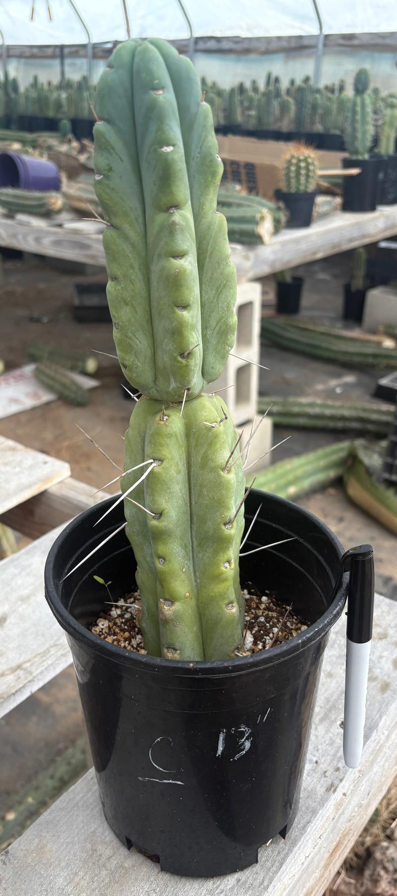 #EC14 Exact Trichocereus Bridgesii "Jiimz Twin Spine" Potted Cactus A-E-Cactus - Large - Exact-The Succulent Source