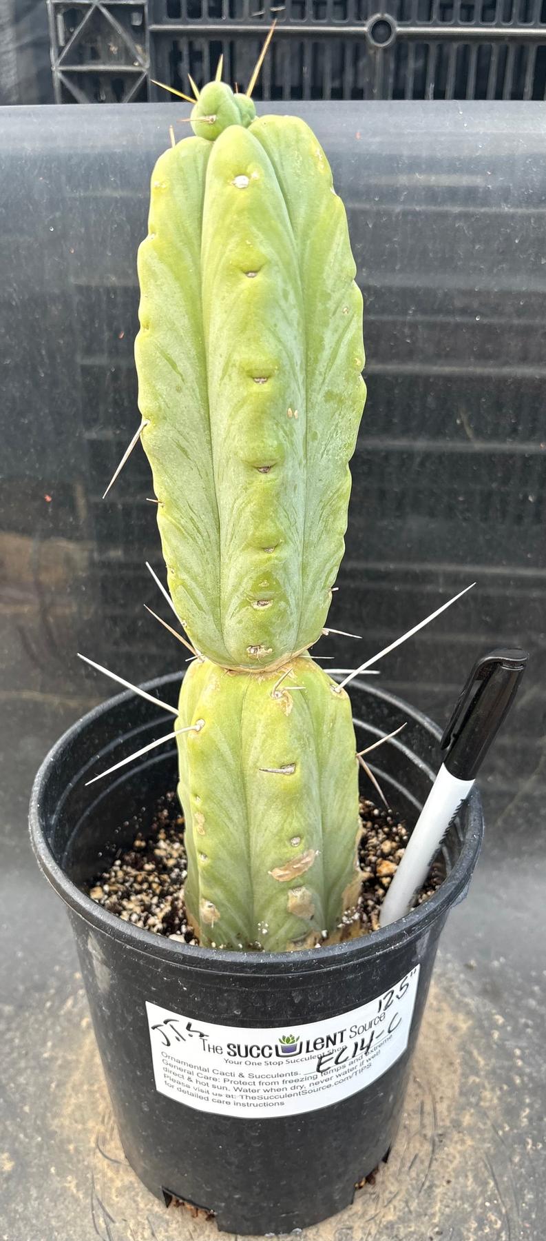 #EC14 Exact Trichocereus Bridgesii "Jiimz Twin Spine" Potted Cactus A-E-Cactus - Large - Exact-The Succulent Source
